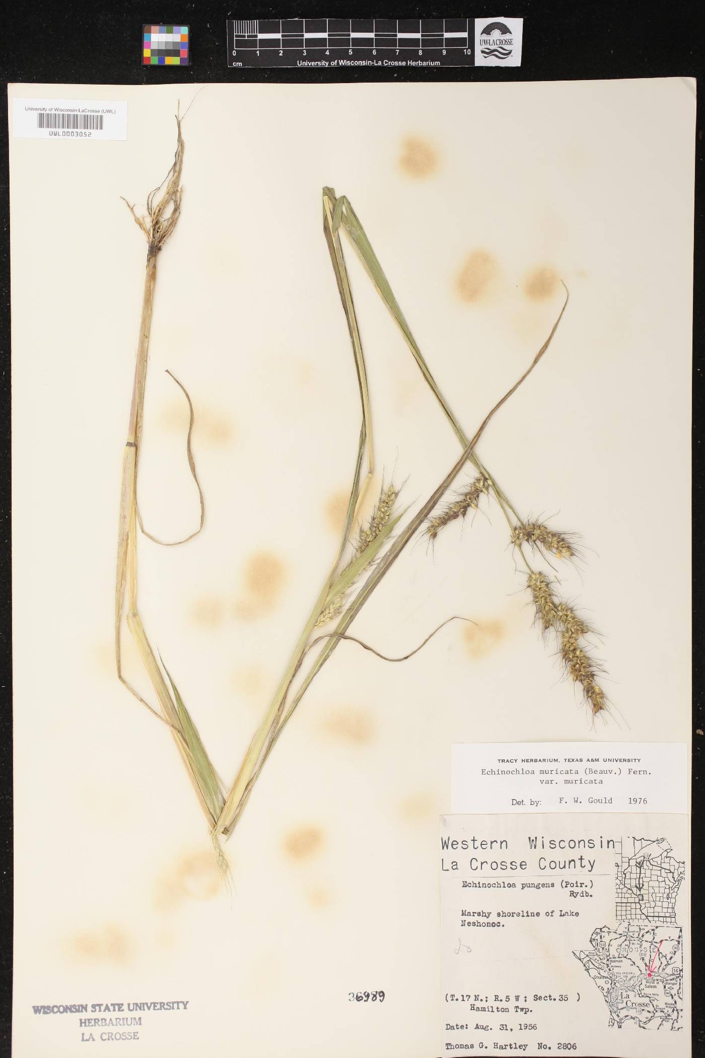 Echinochloa muricata var. muricata image