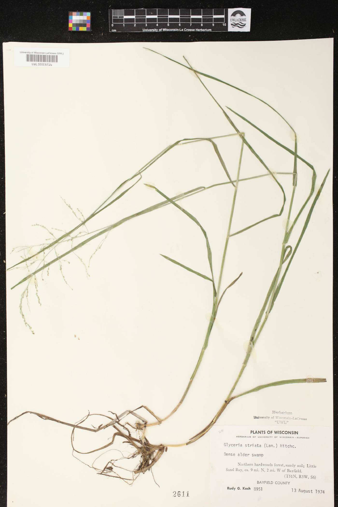 Glyceria striata image