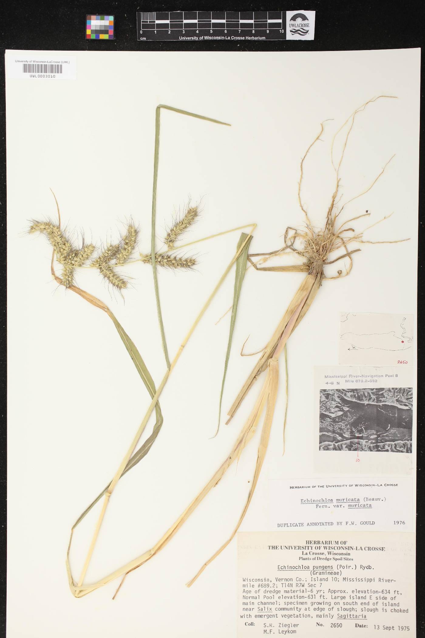 Echinochloa muricata var. muricata image