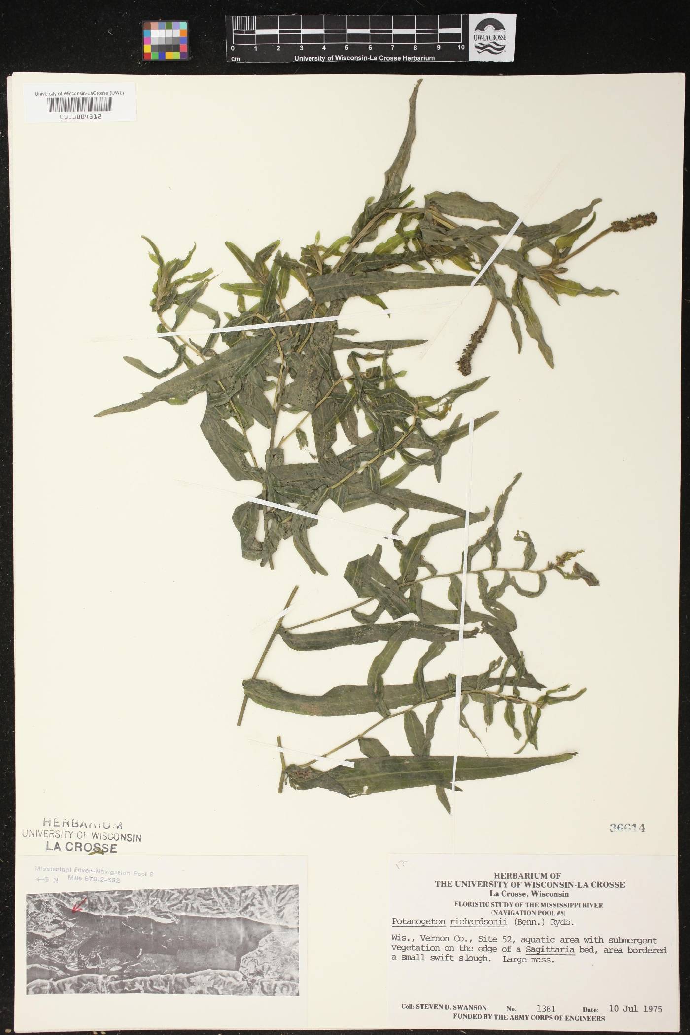Potamogeton richardsonii image