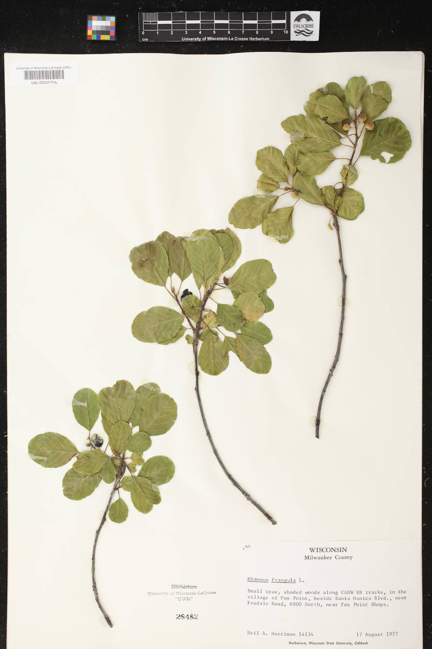 Frangula alnus image