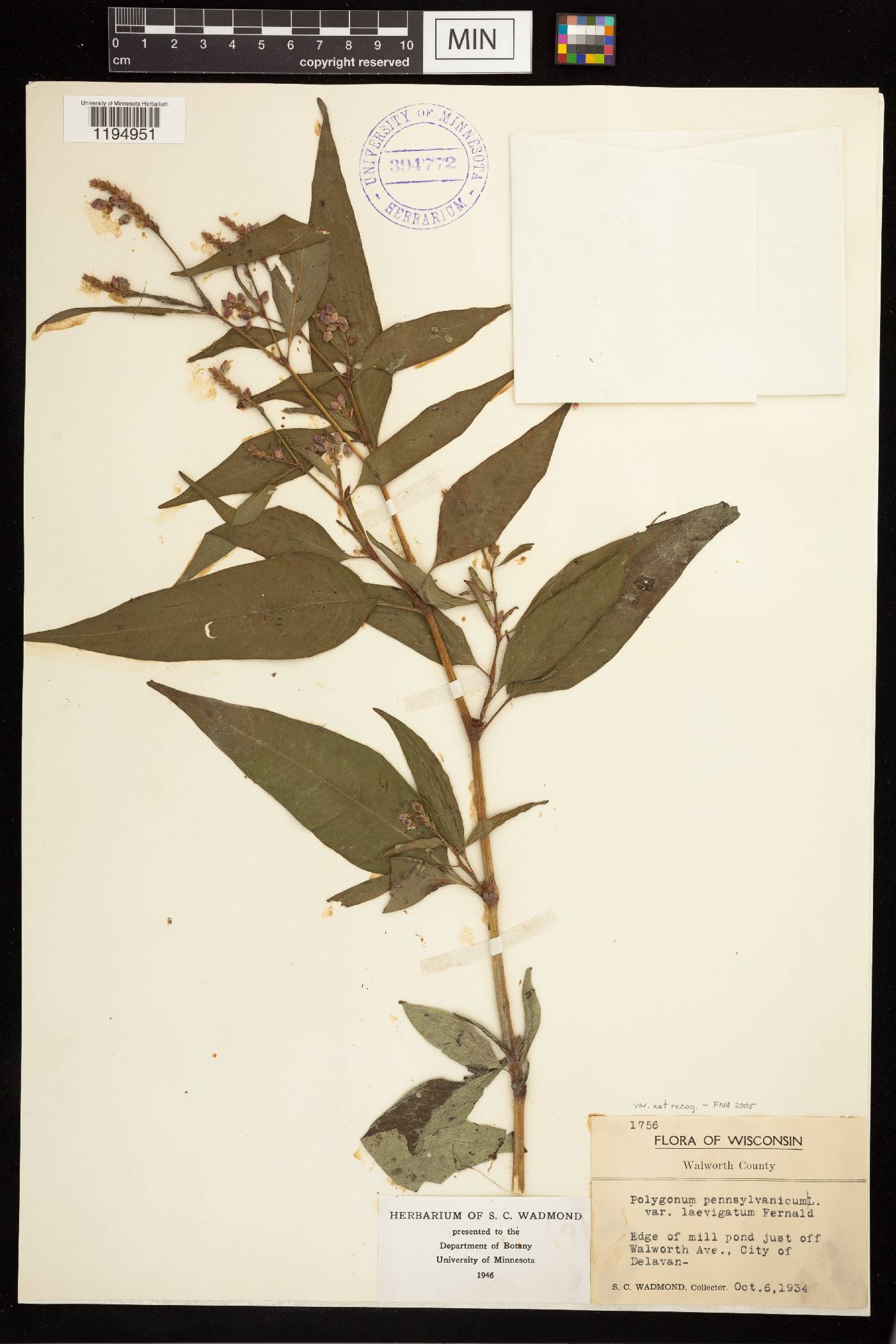 Persicaria pensylvanica image