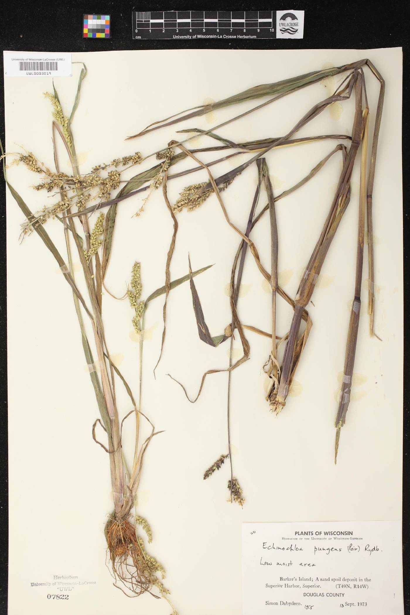 Echinochloa muricata var. muricata image
