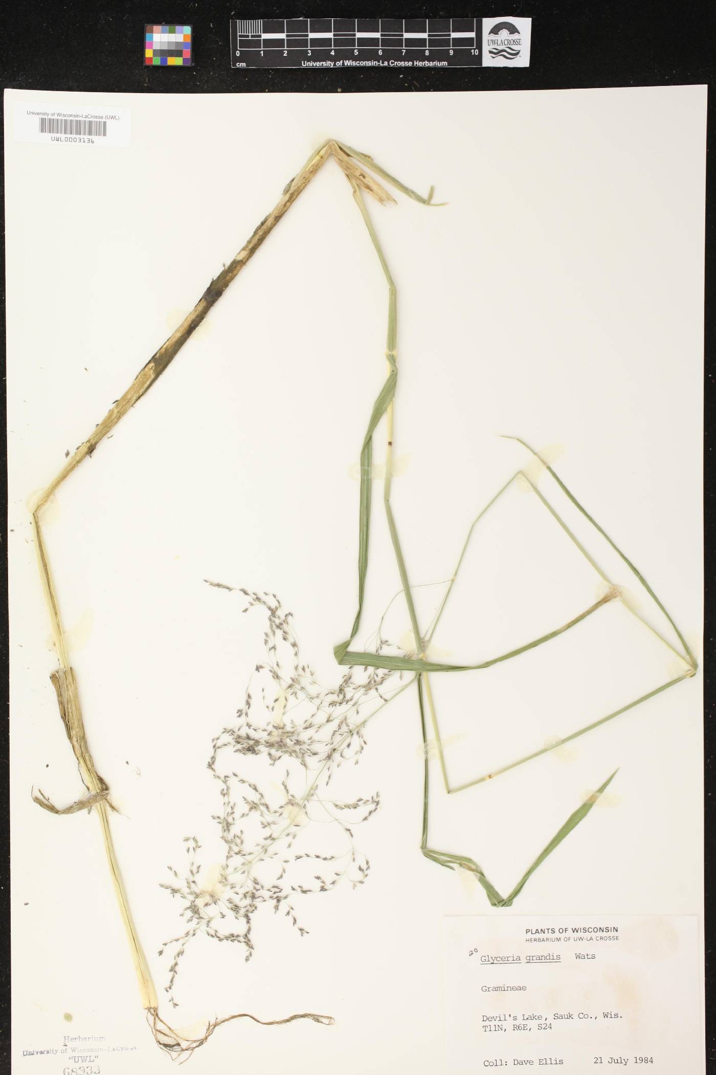 Glyceria grandis image
