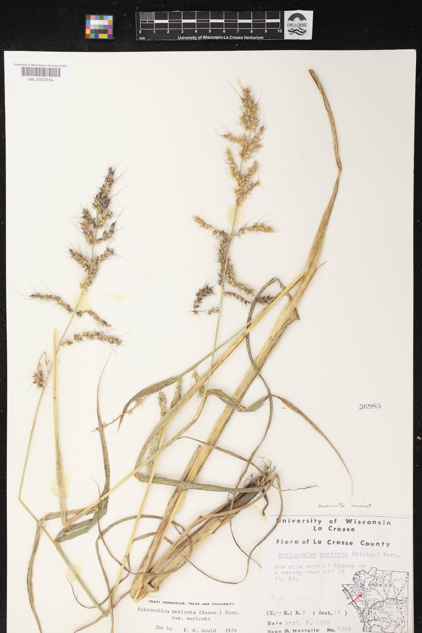 Echinochloa muricata var. muricata image