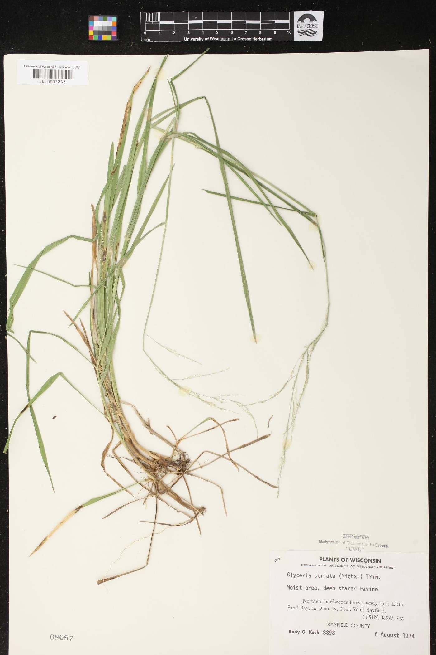 Glyceria striata image
