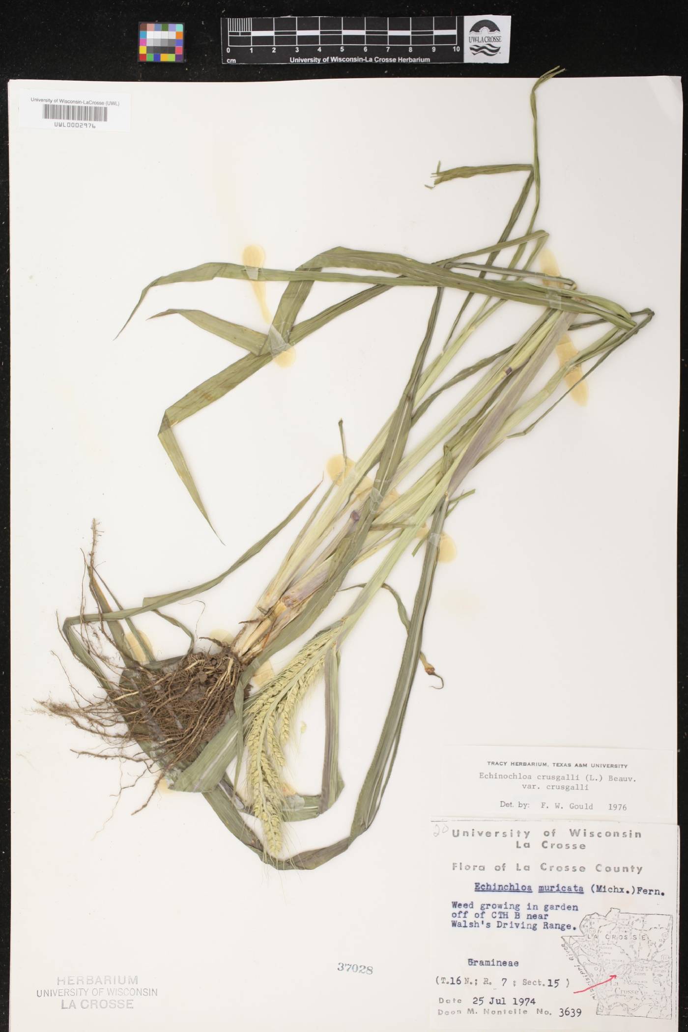 Echinochloa crus-galli image