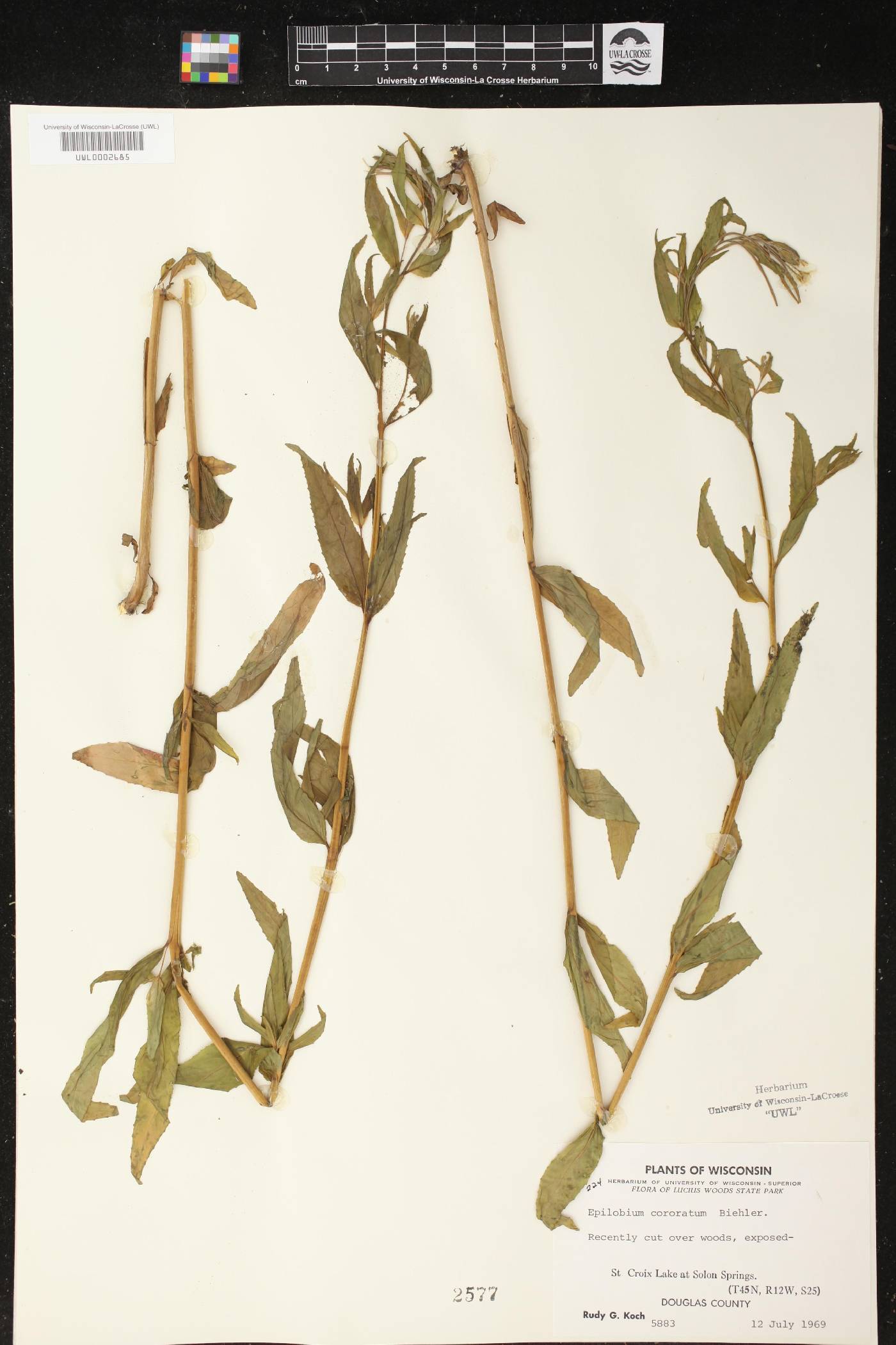 Epilobium coloratum image