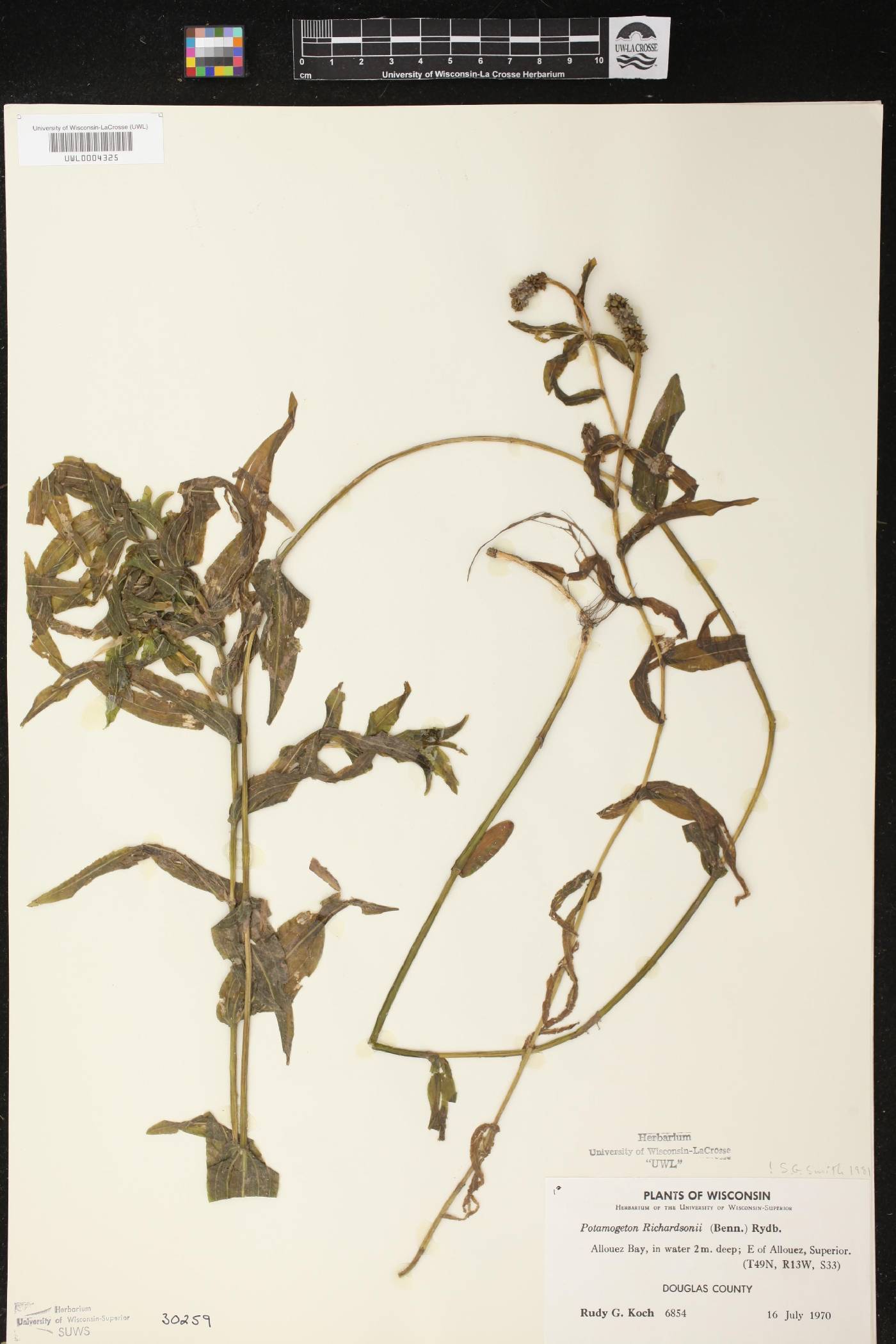 Potamogeton richardsonii image