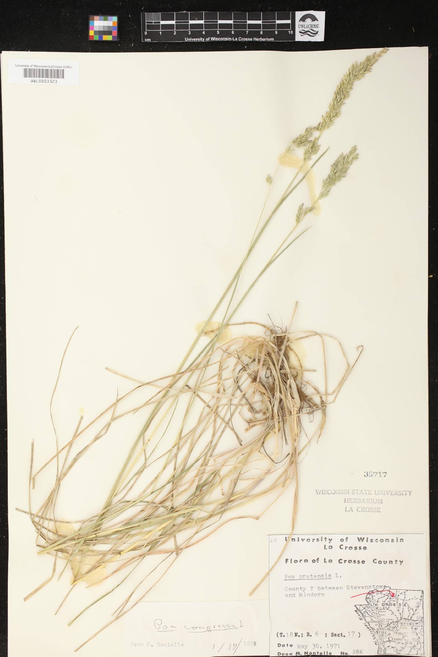 Poa compressa image