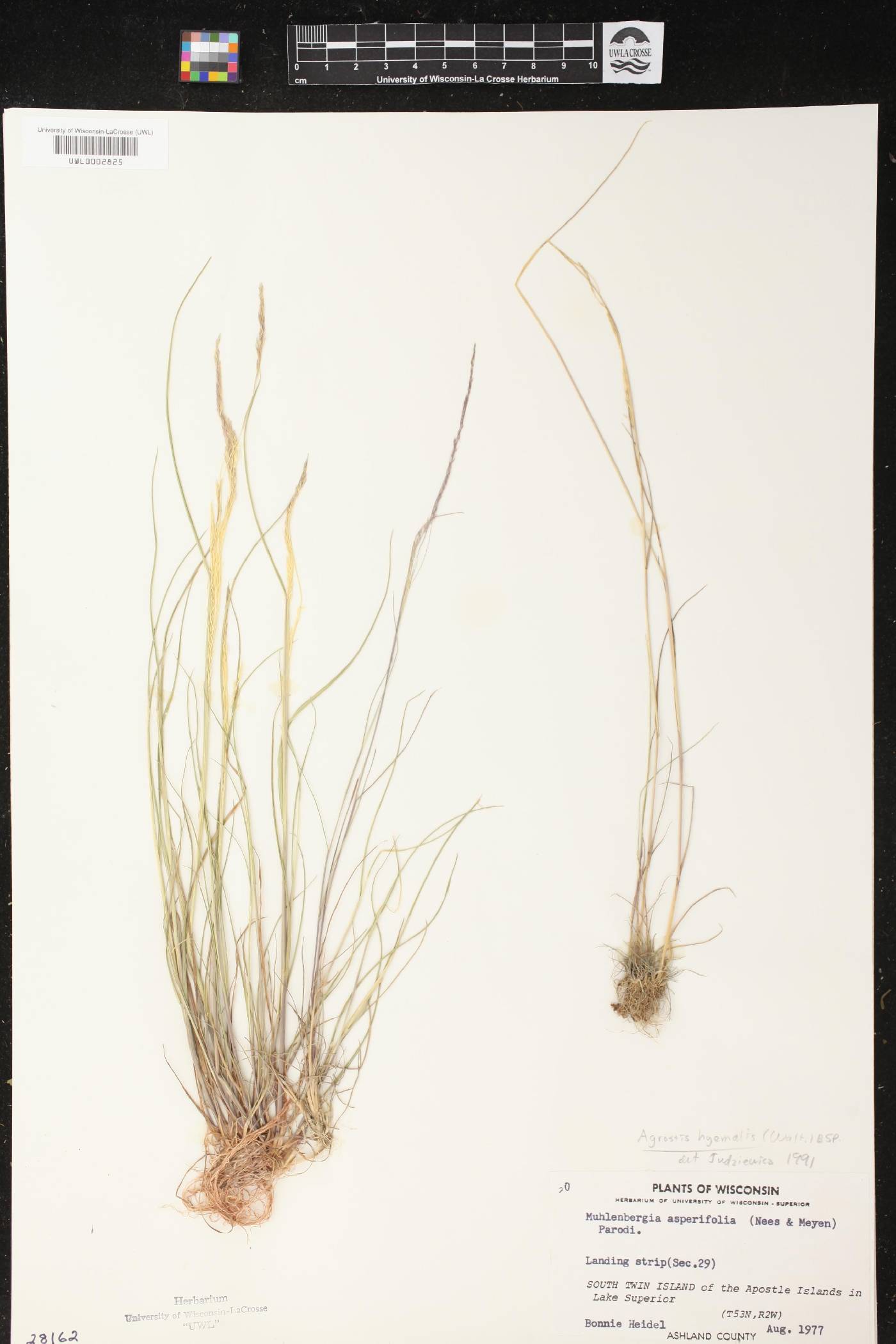 Agrostis hyemalis image