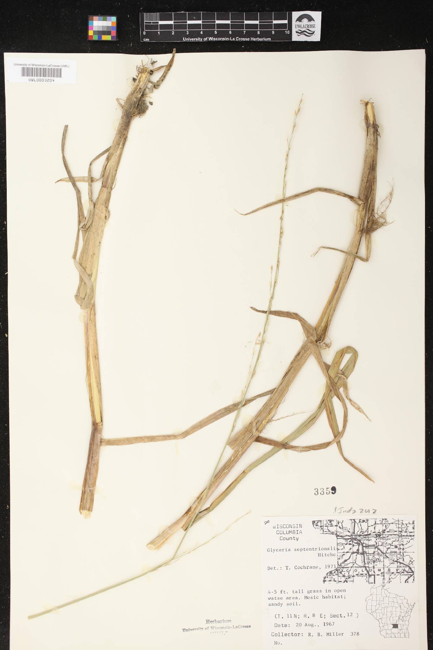 Glyceria septentrionalis image