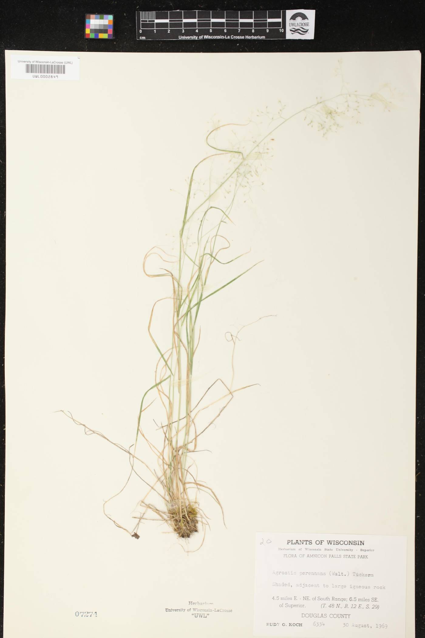 Agrostis perennans image