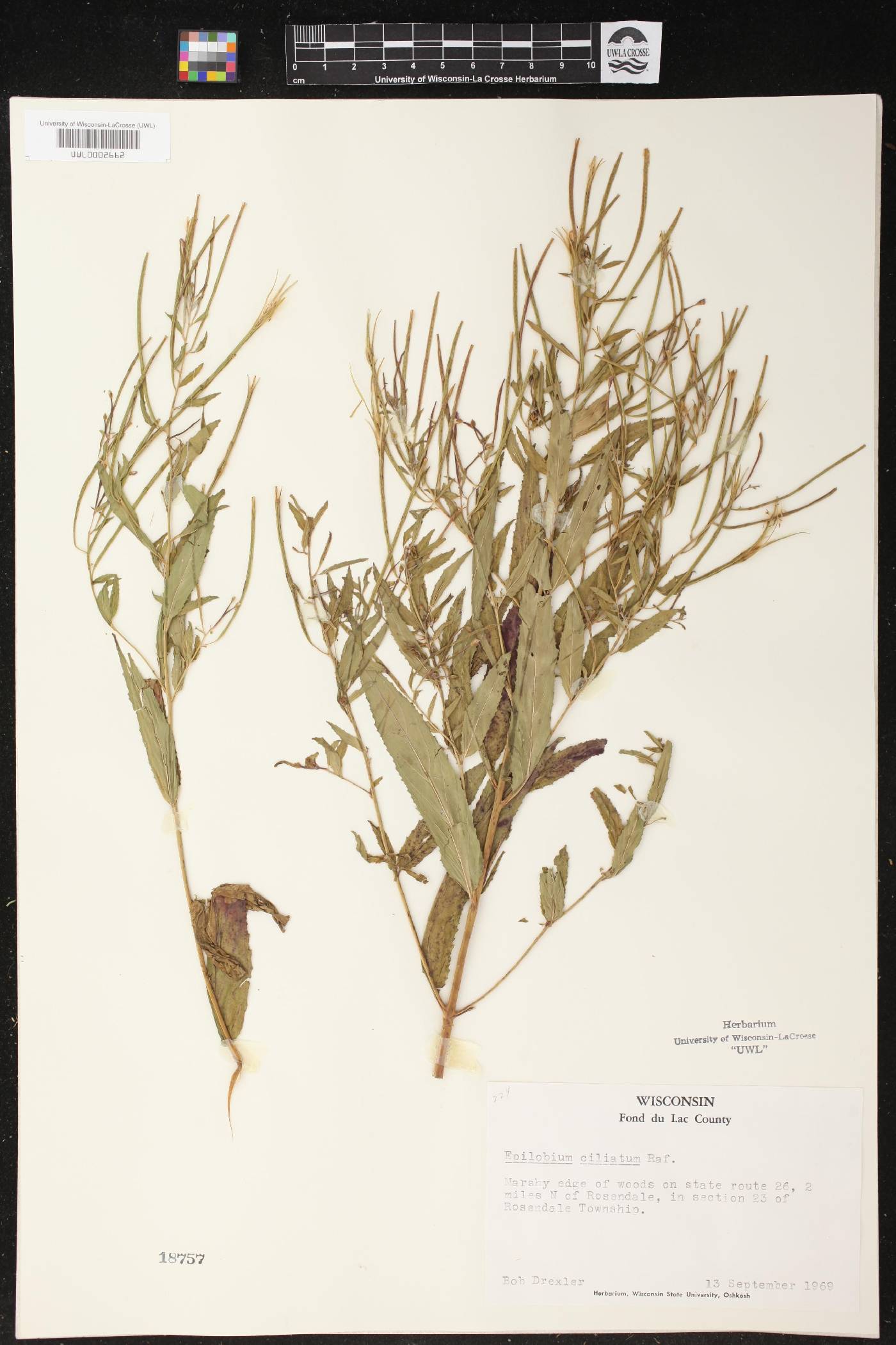 Epilobium ciliatum image