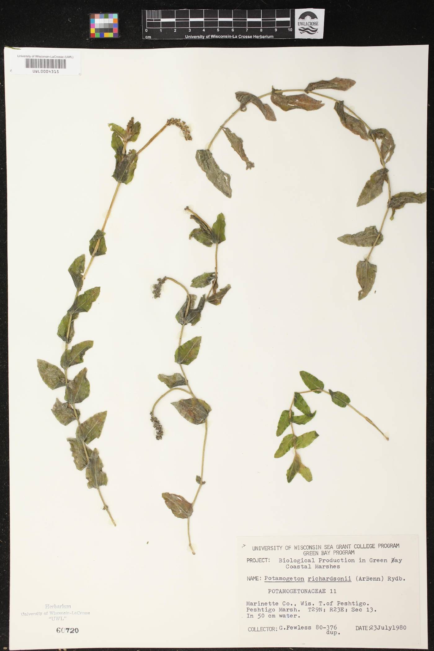 Potamogeton richardsonii image