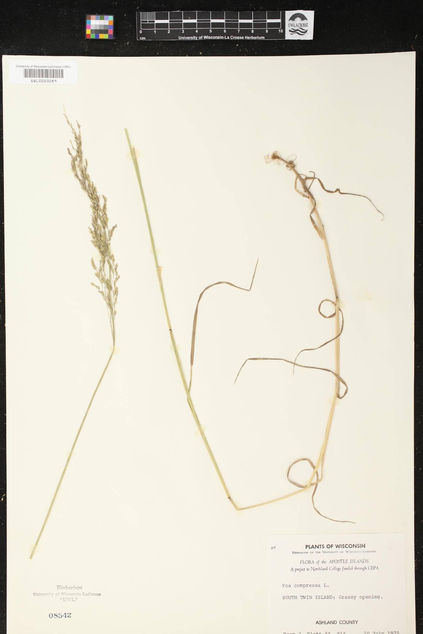 Poa compressa image