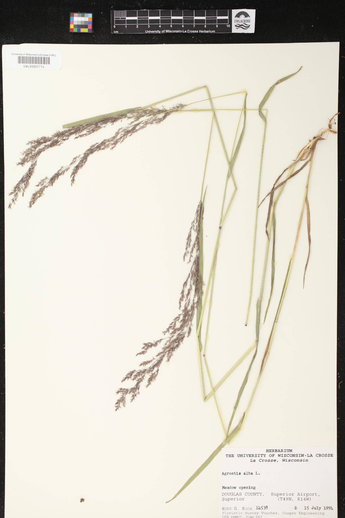 Agrostis gigantea image