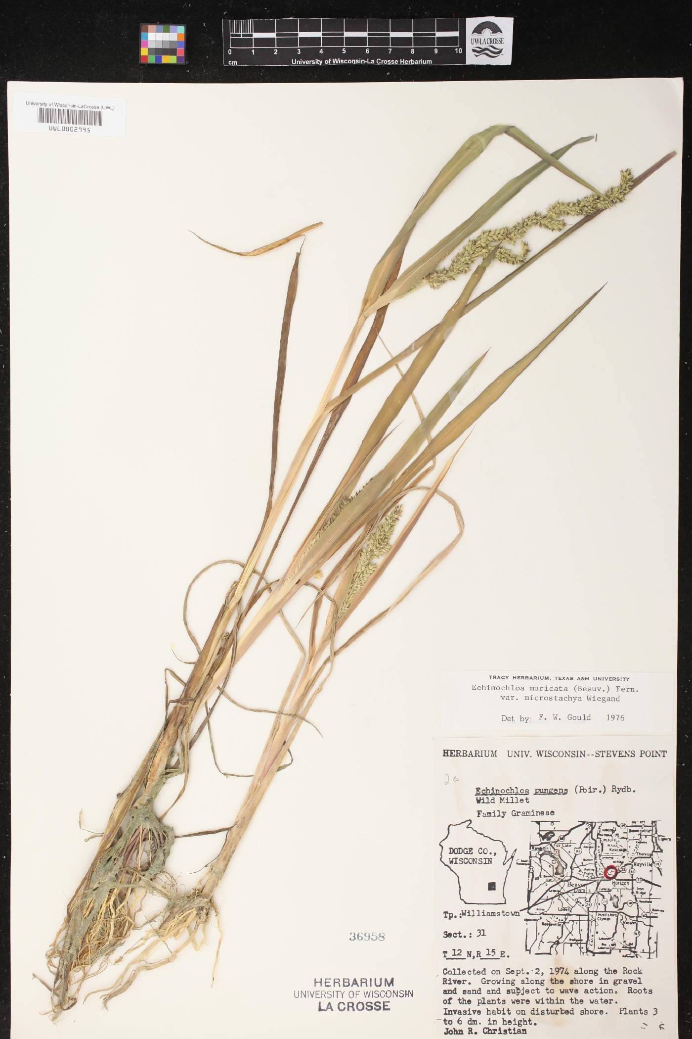 Echinochloa muricata var. microstachya image