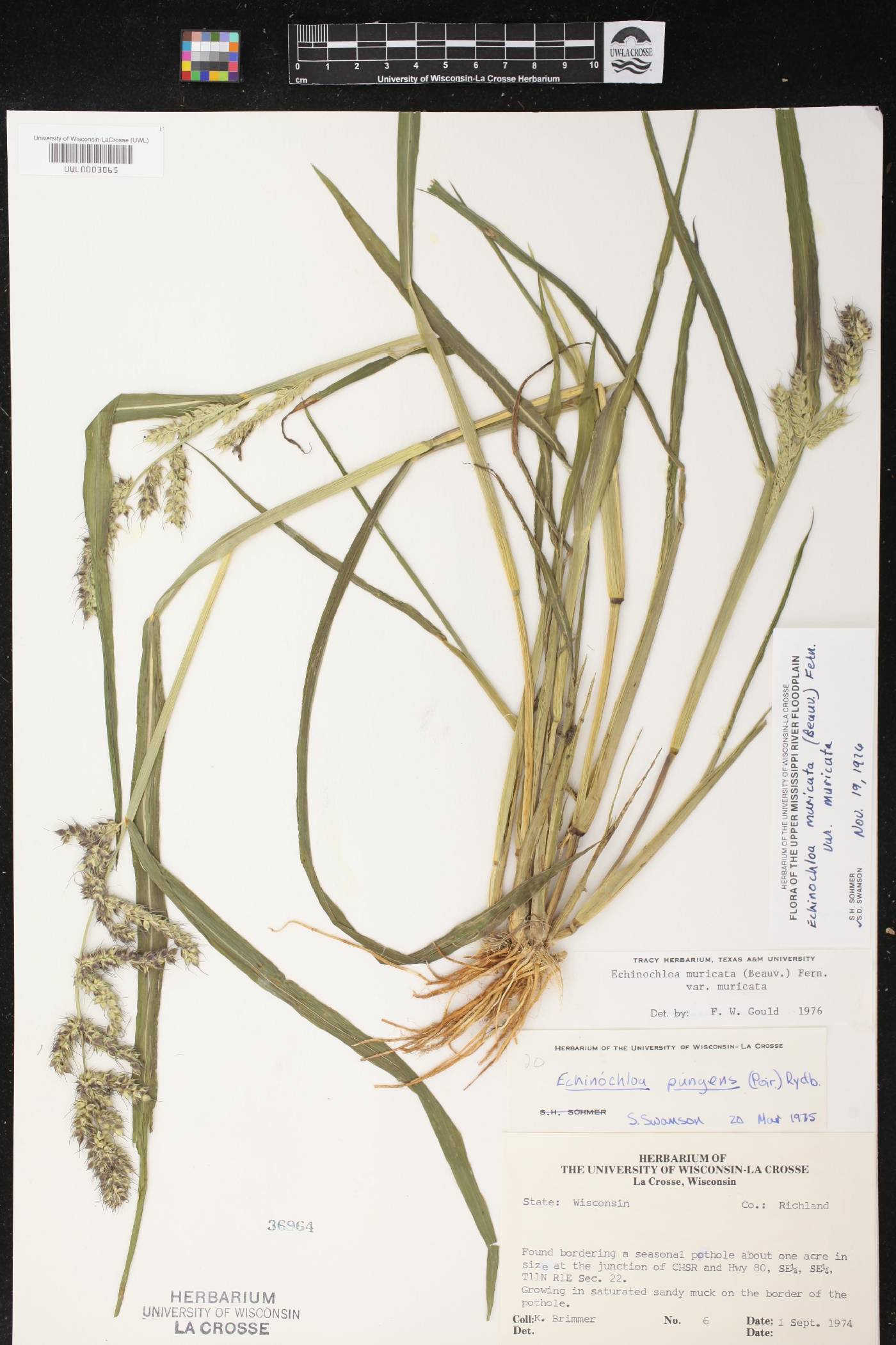 Echinochloa muricata var. muricata image