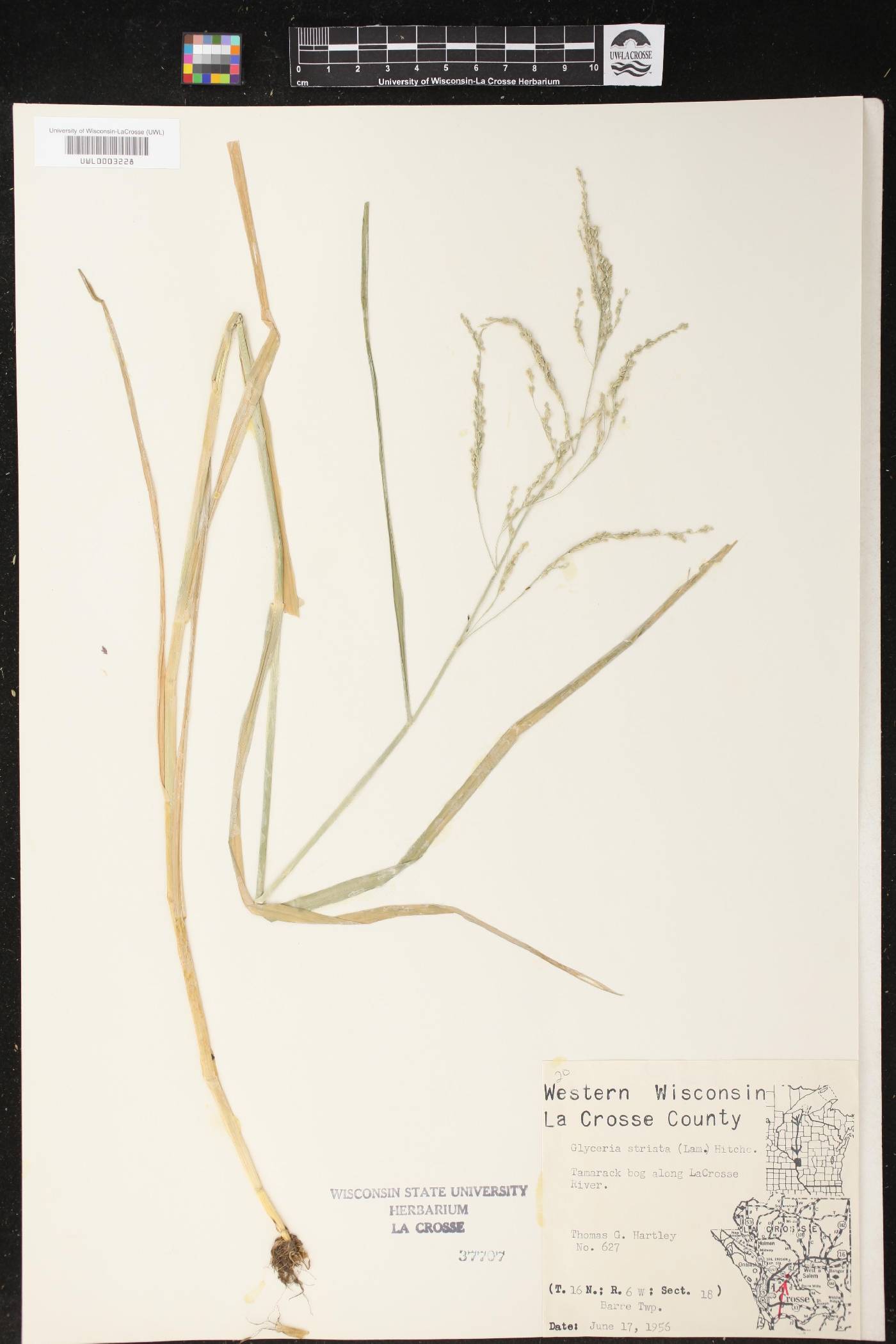 Glyceria striata image