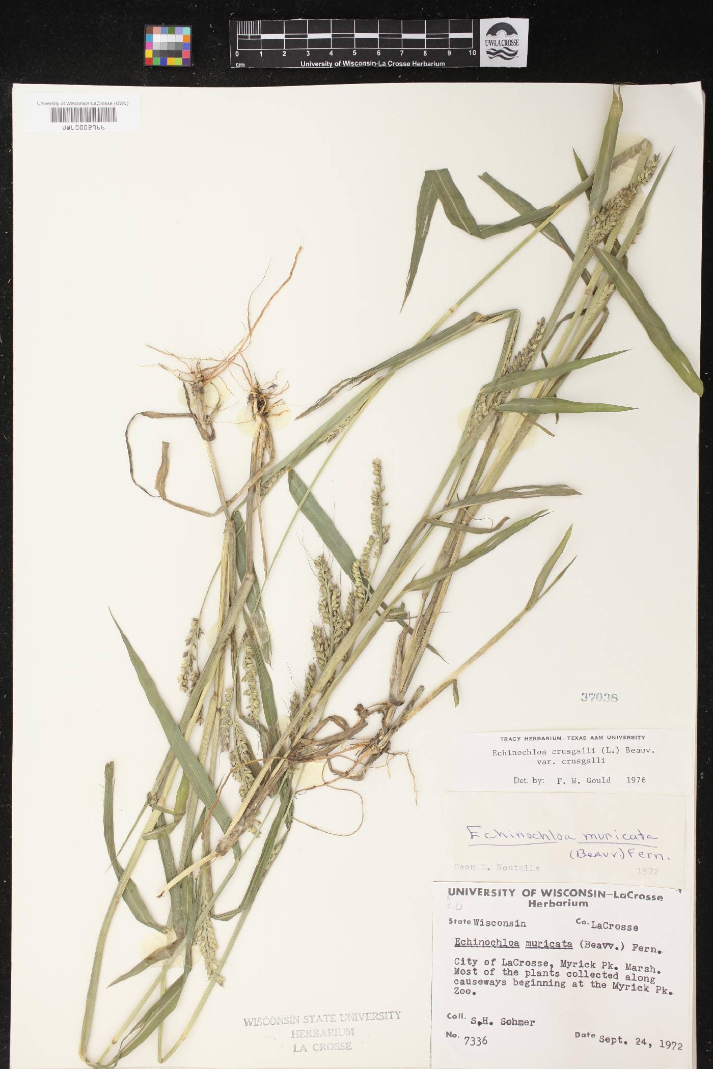 Echinochloa crus-galli image