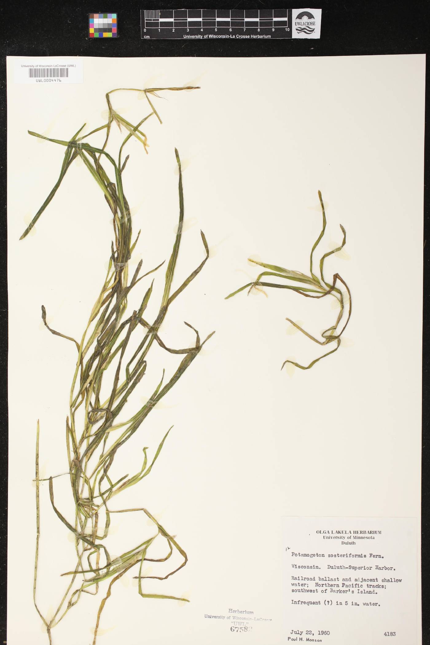 Potamogeton zosteriformis image