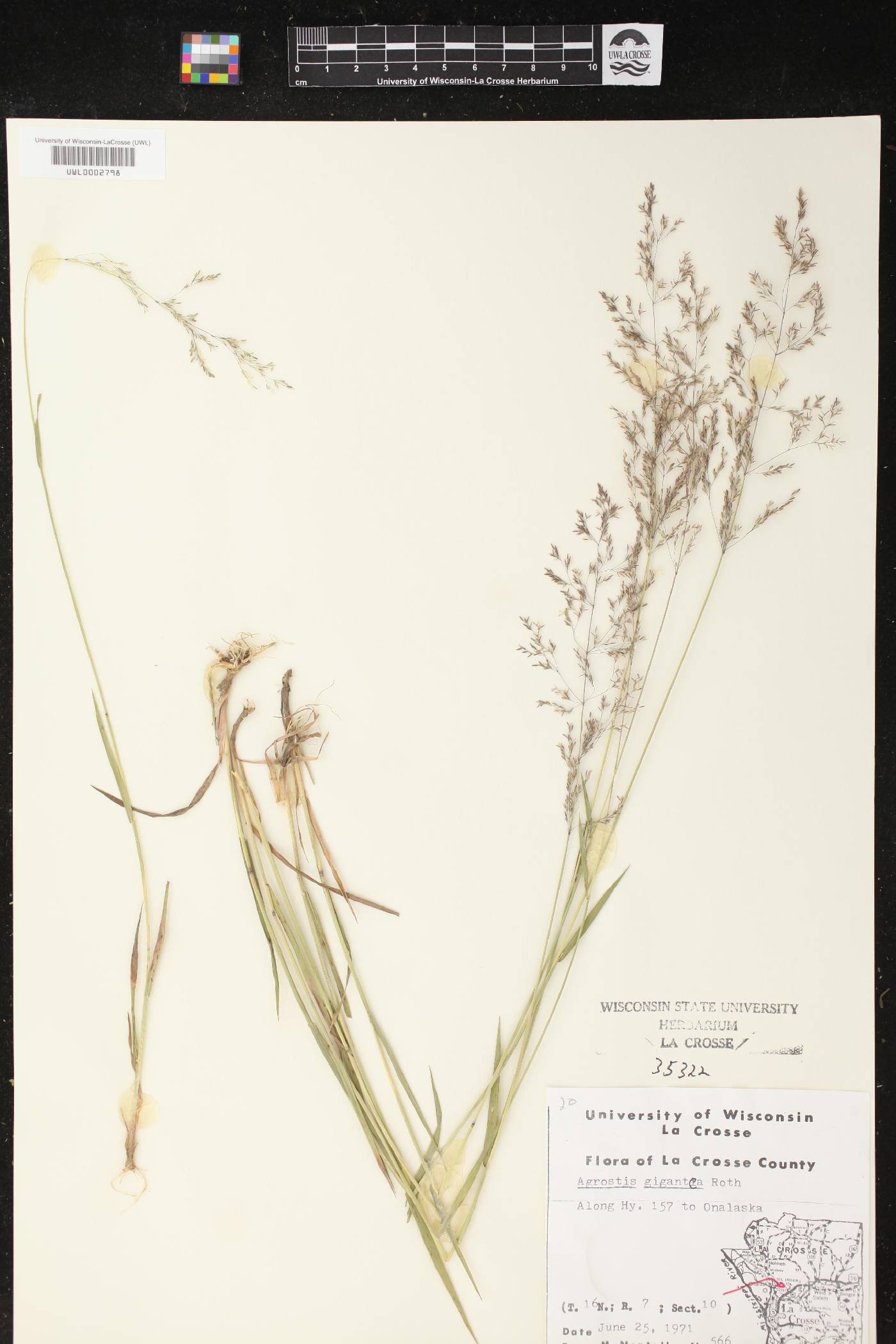 Agrostis gigantea image