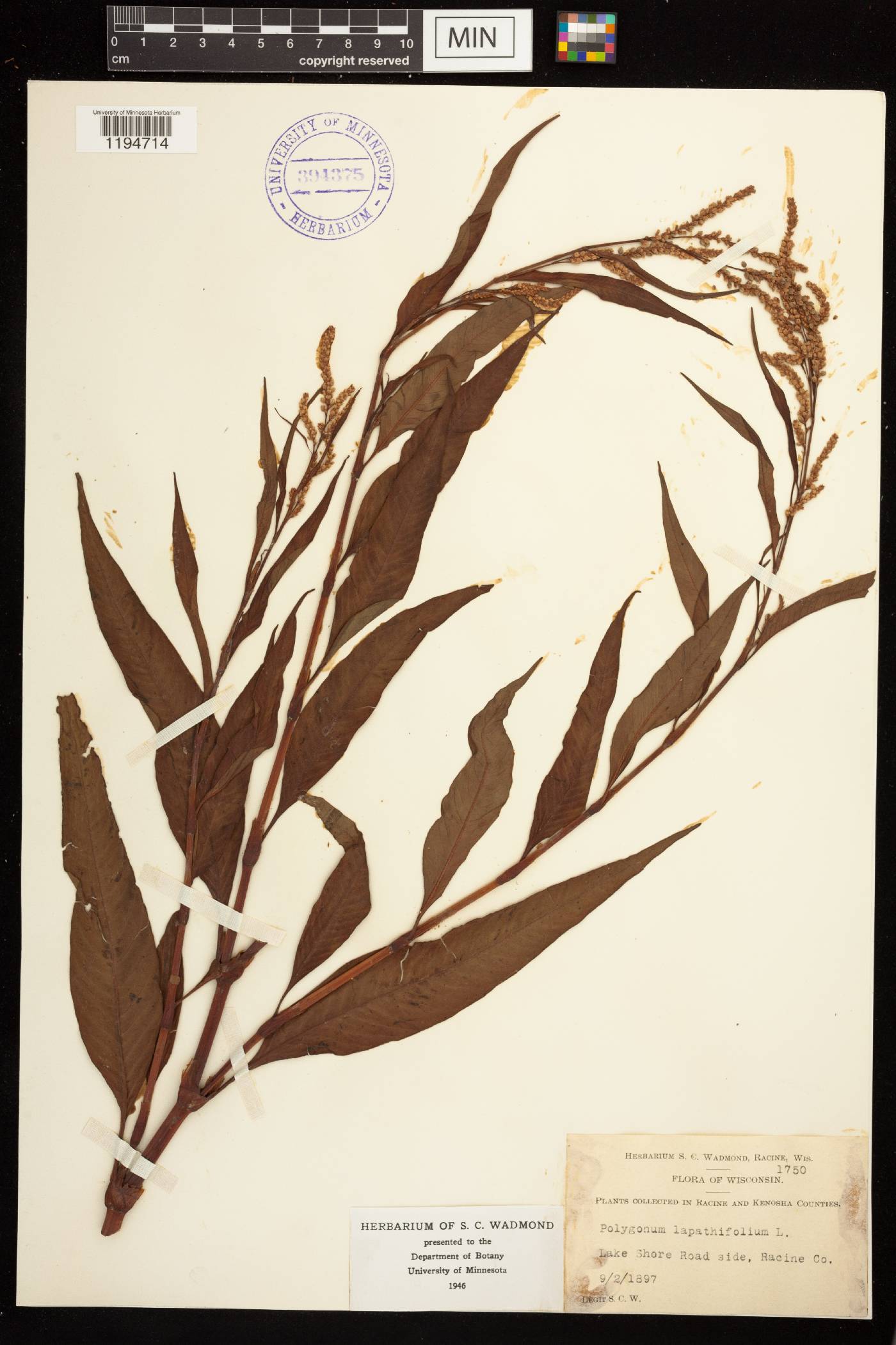 Persicaria lapathifolia image