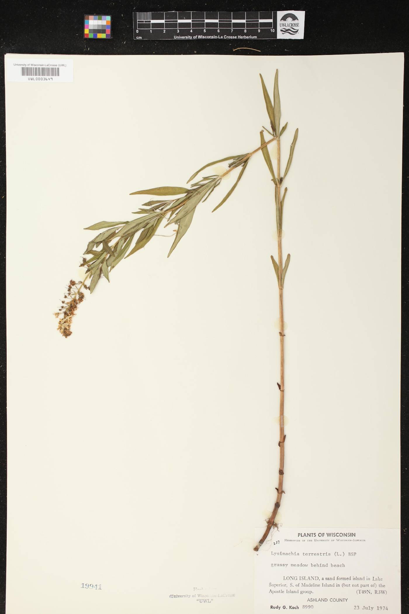 Lysimachia terrestris image