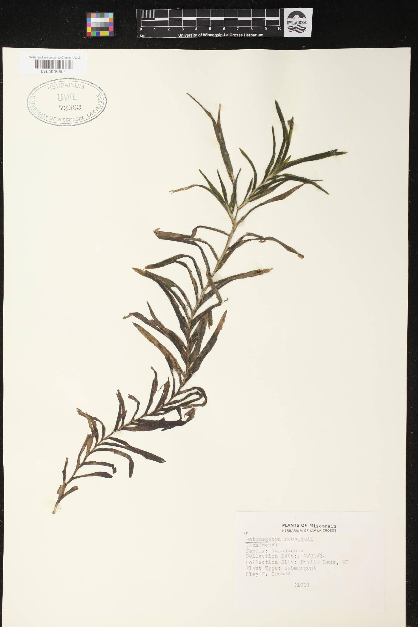 Potamogeton robbinsii image