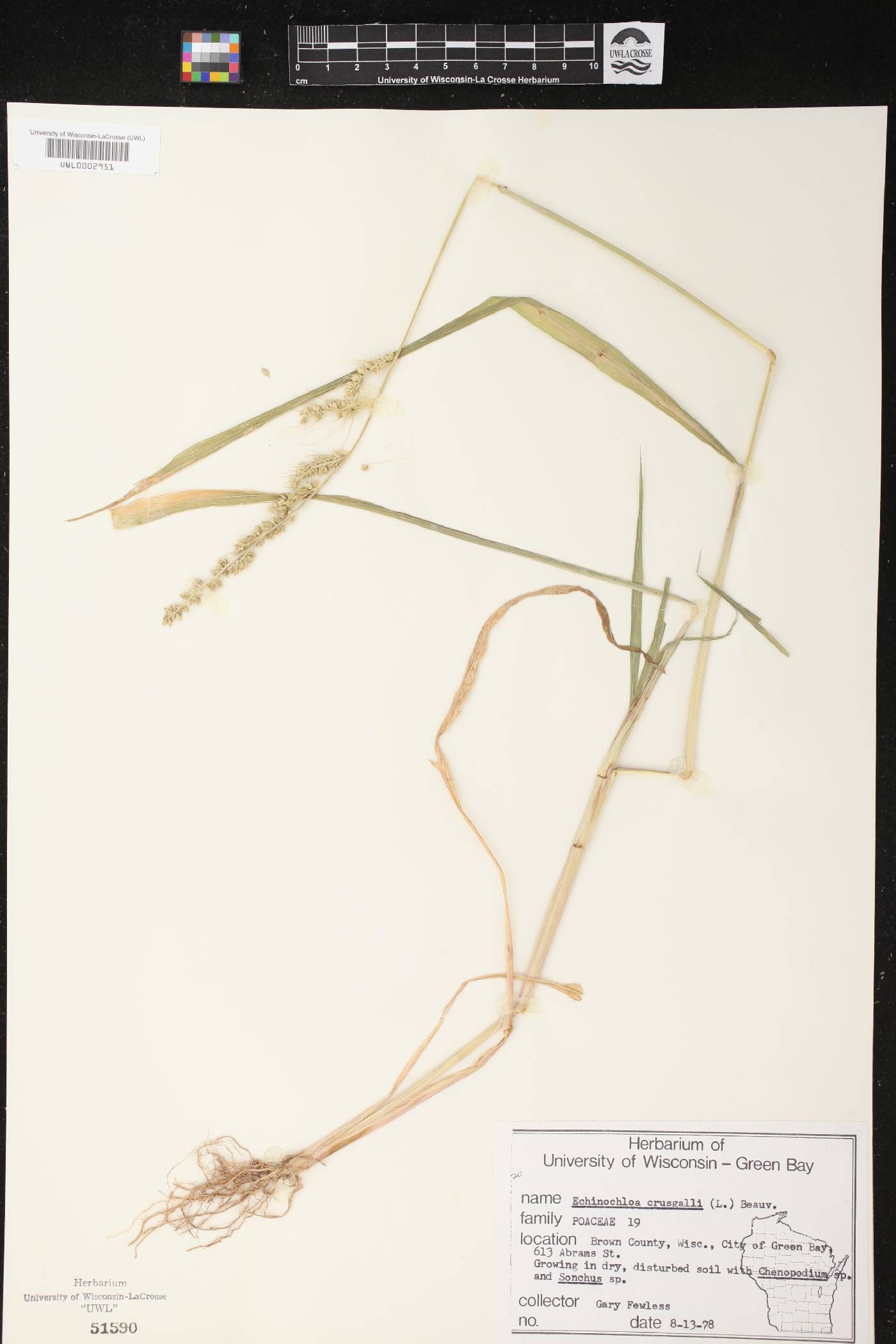 Echinochloa crus-galli image