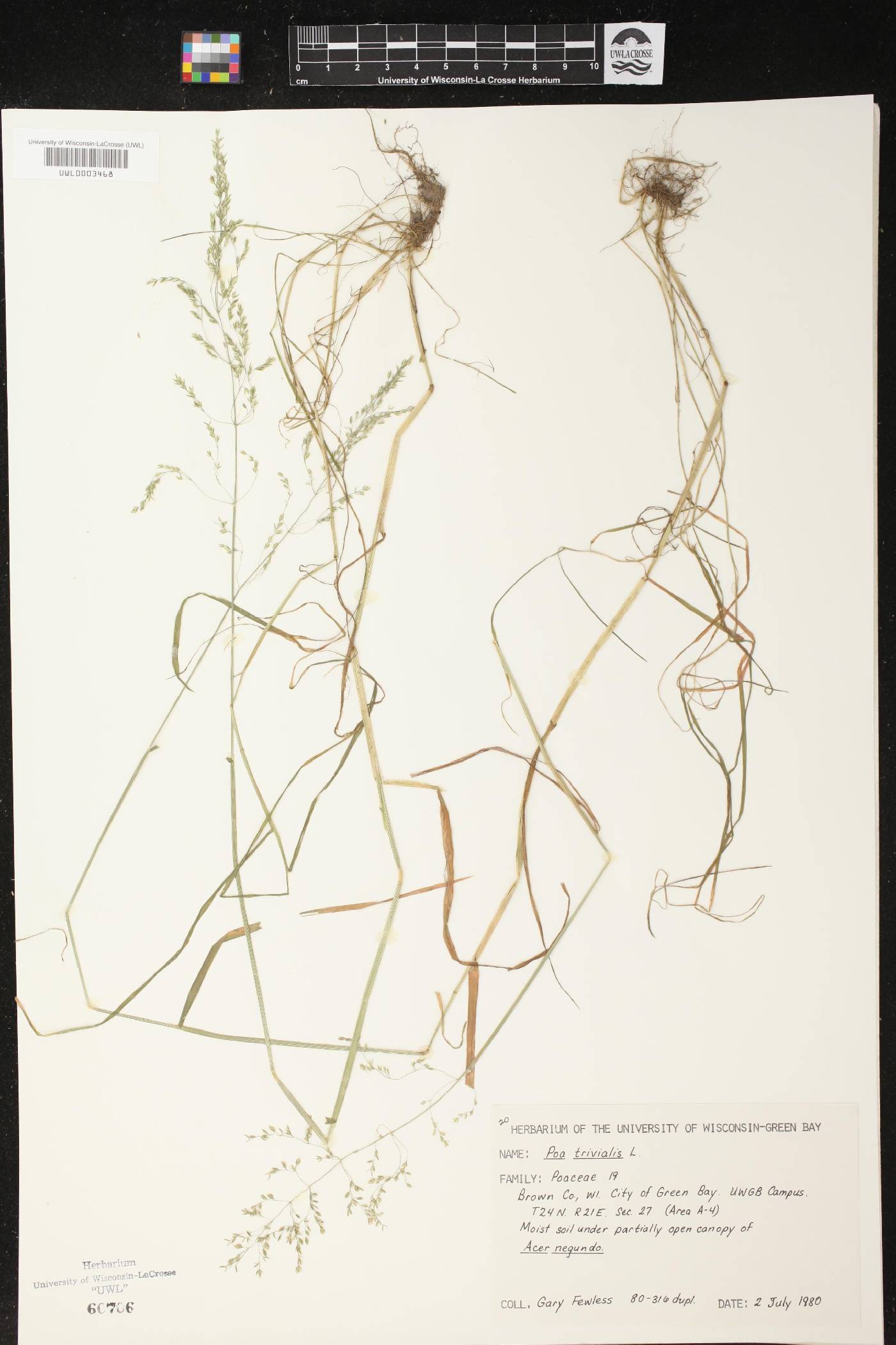 Poa trivialis image