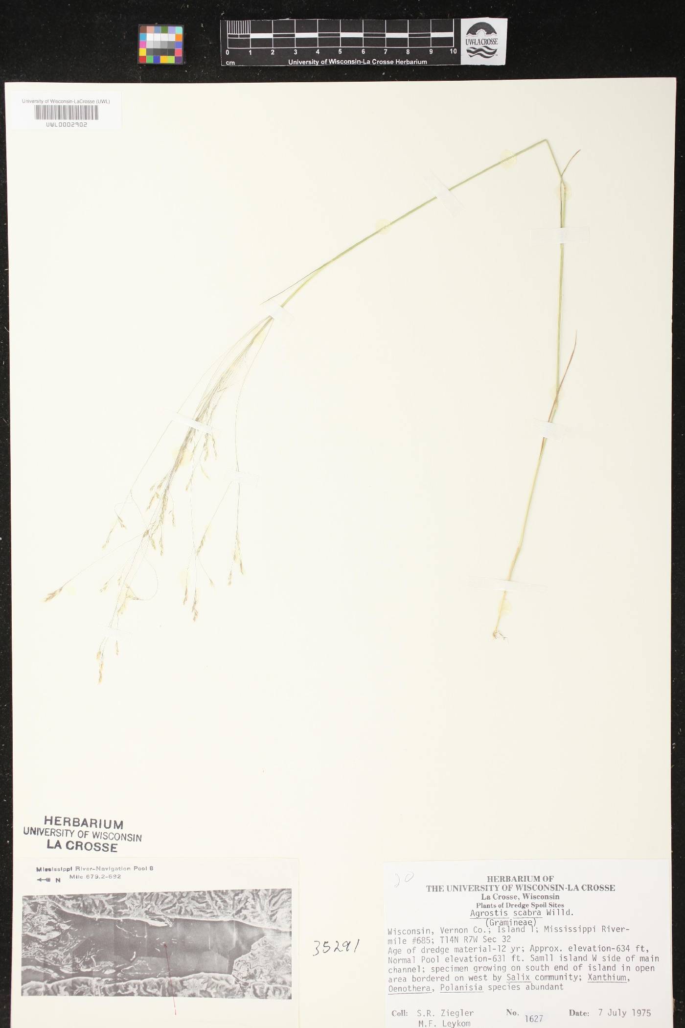 Agrostis scabra image