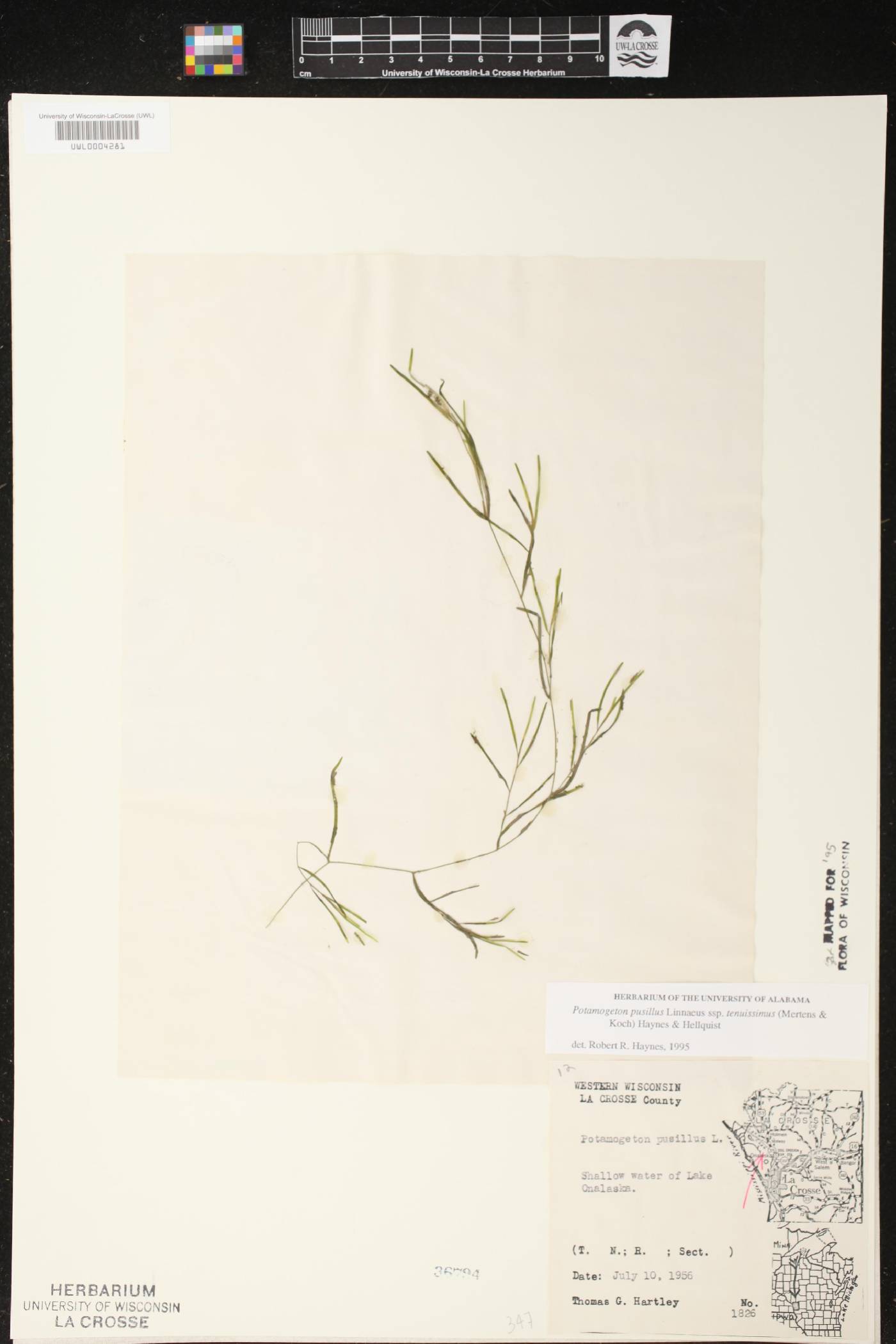 Potamogeton berchtoldii image
