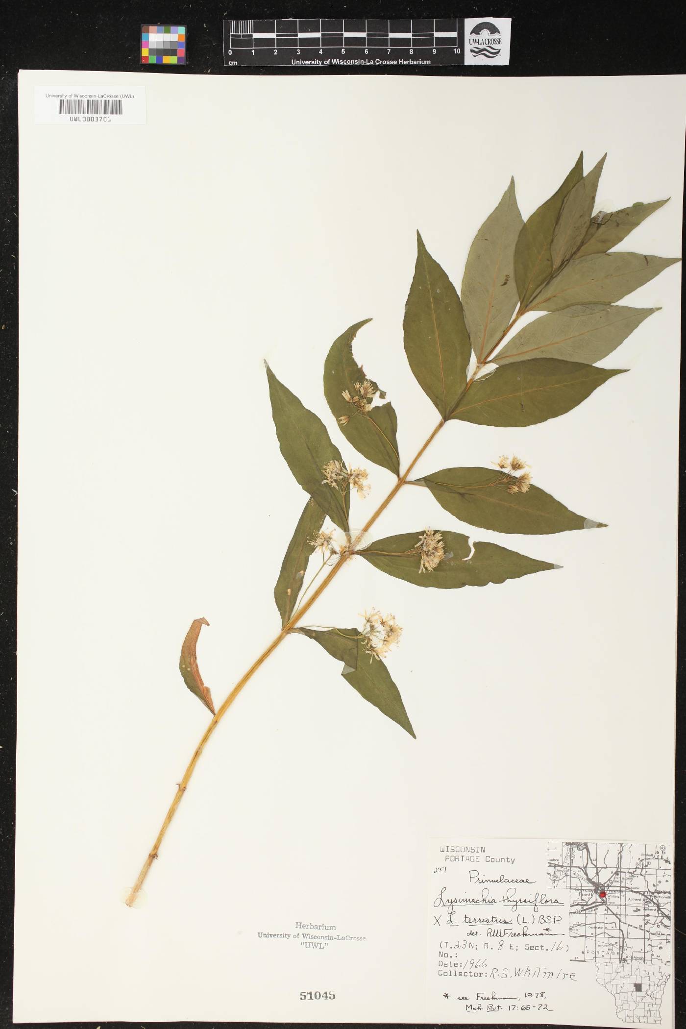 Lysimachia thyrsiflora image
