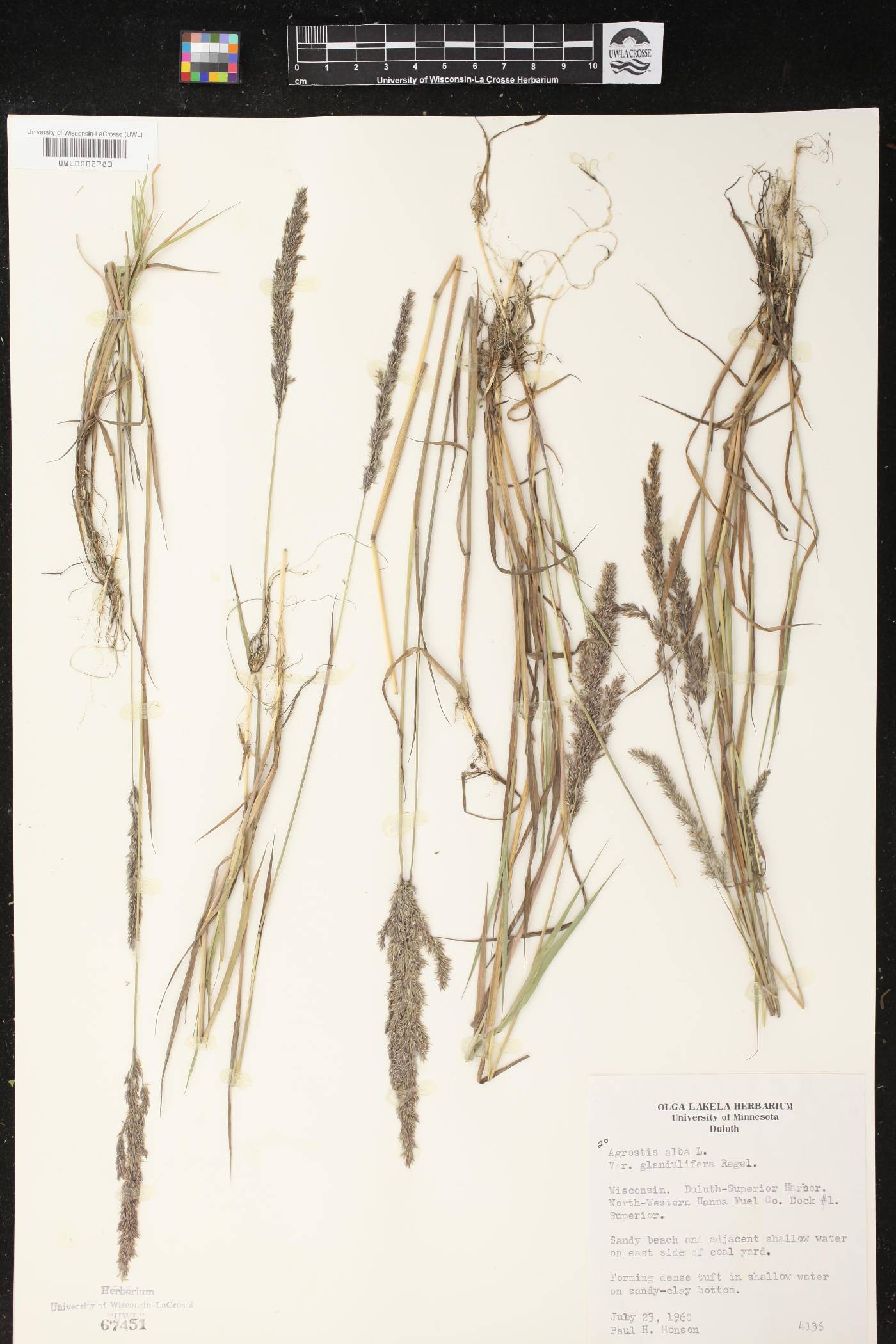 Agrostis gigantea image