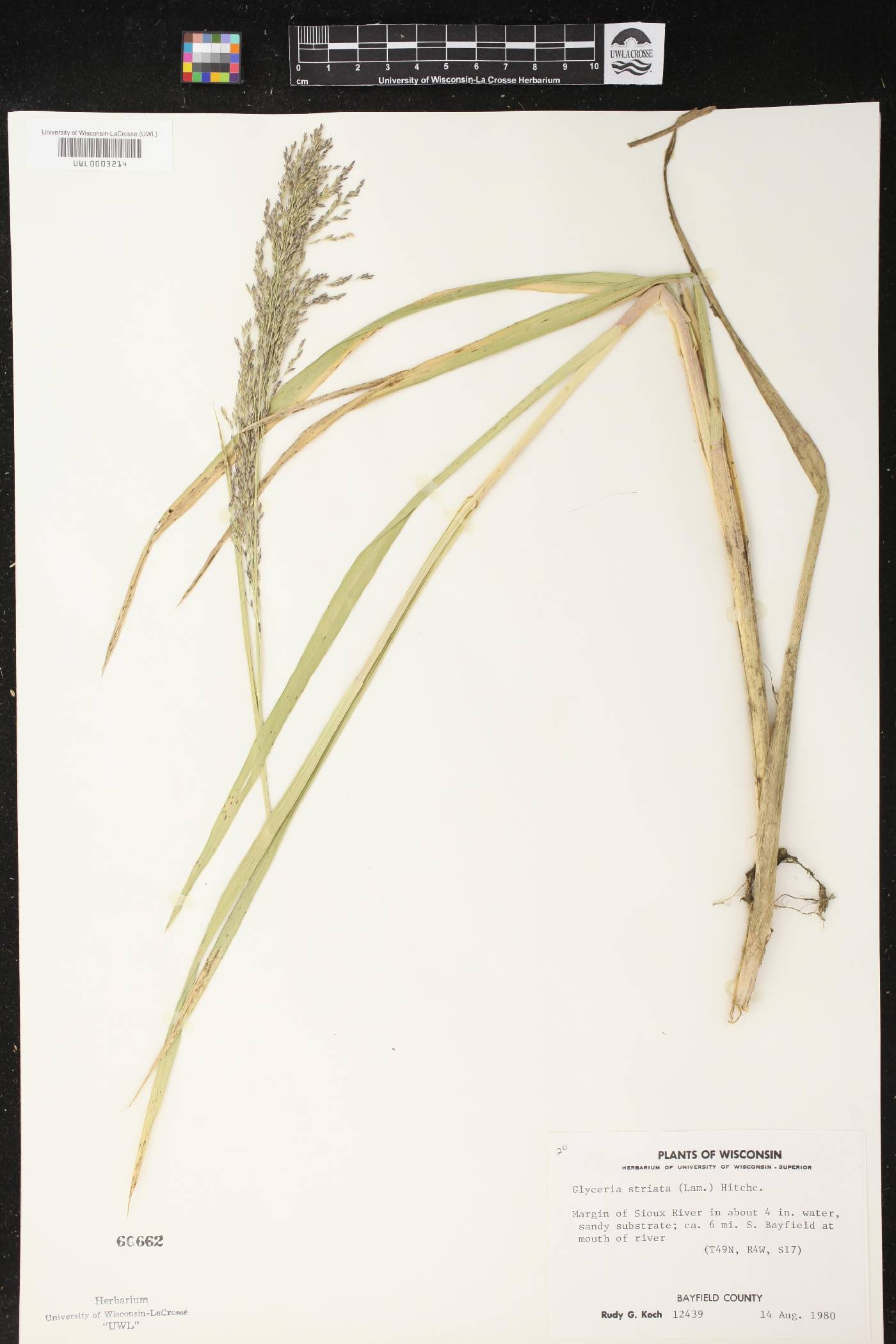 Glyceria striata image
