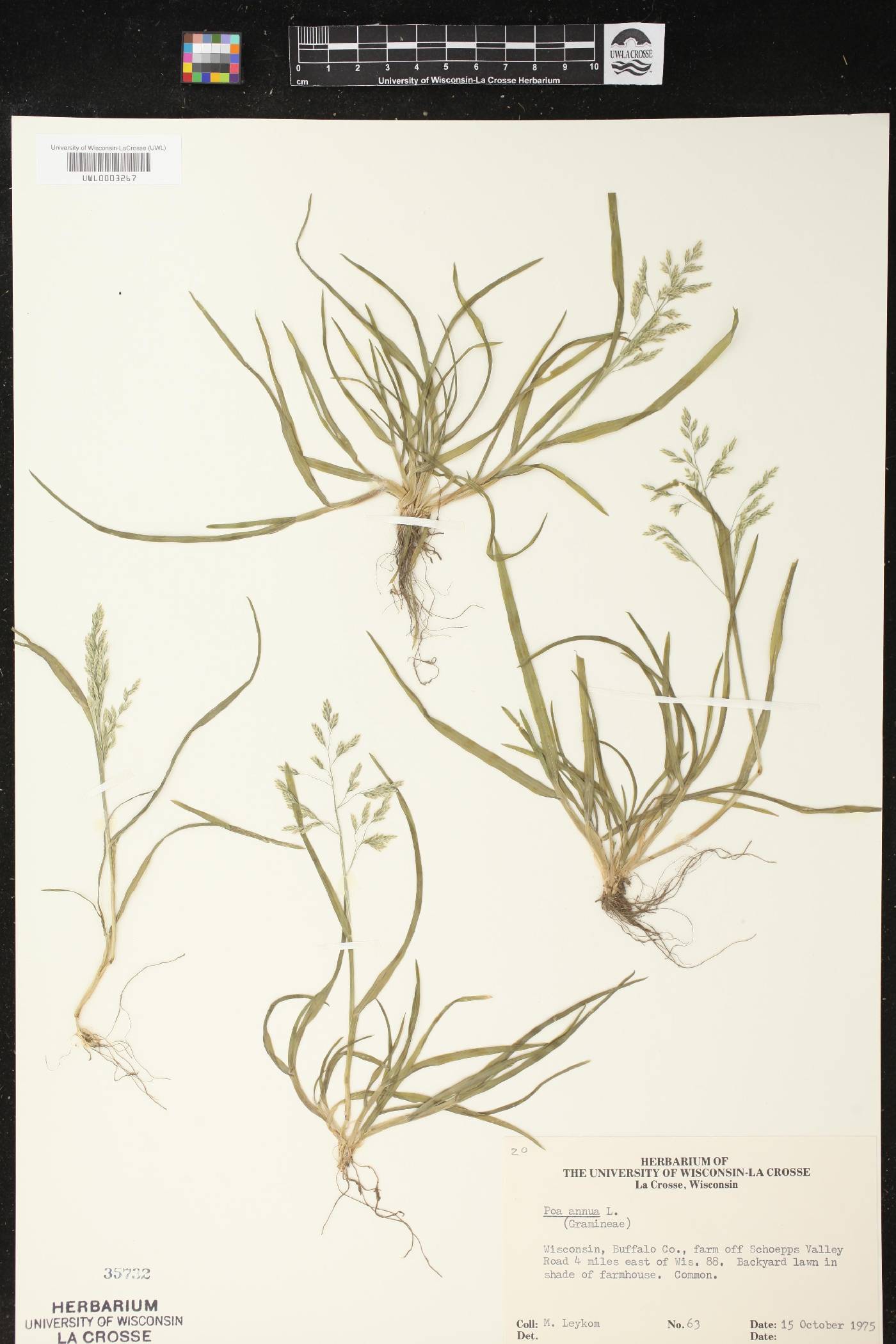 Poa annua image