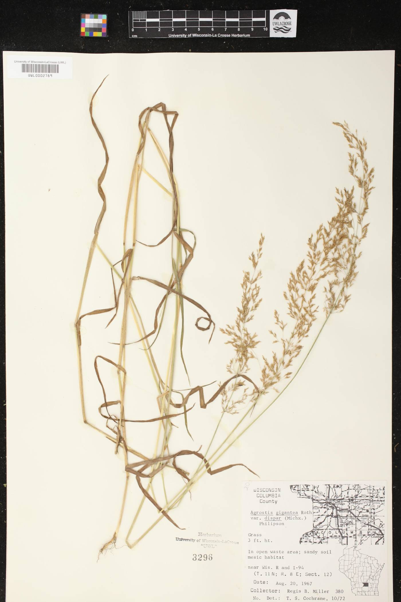 Agrostis gigantea image