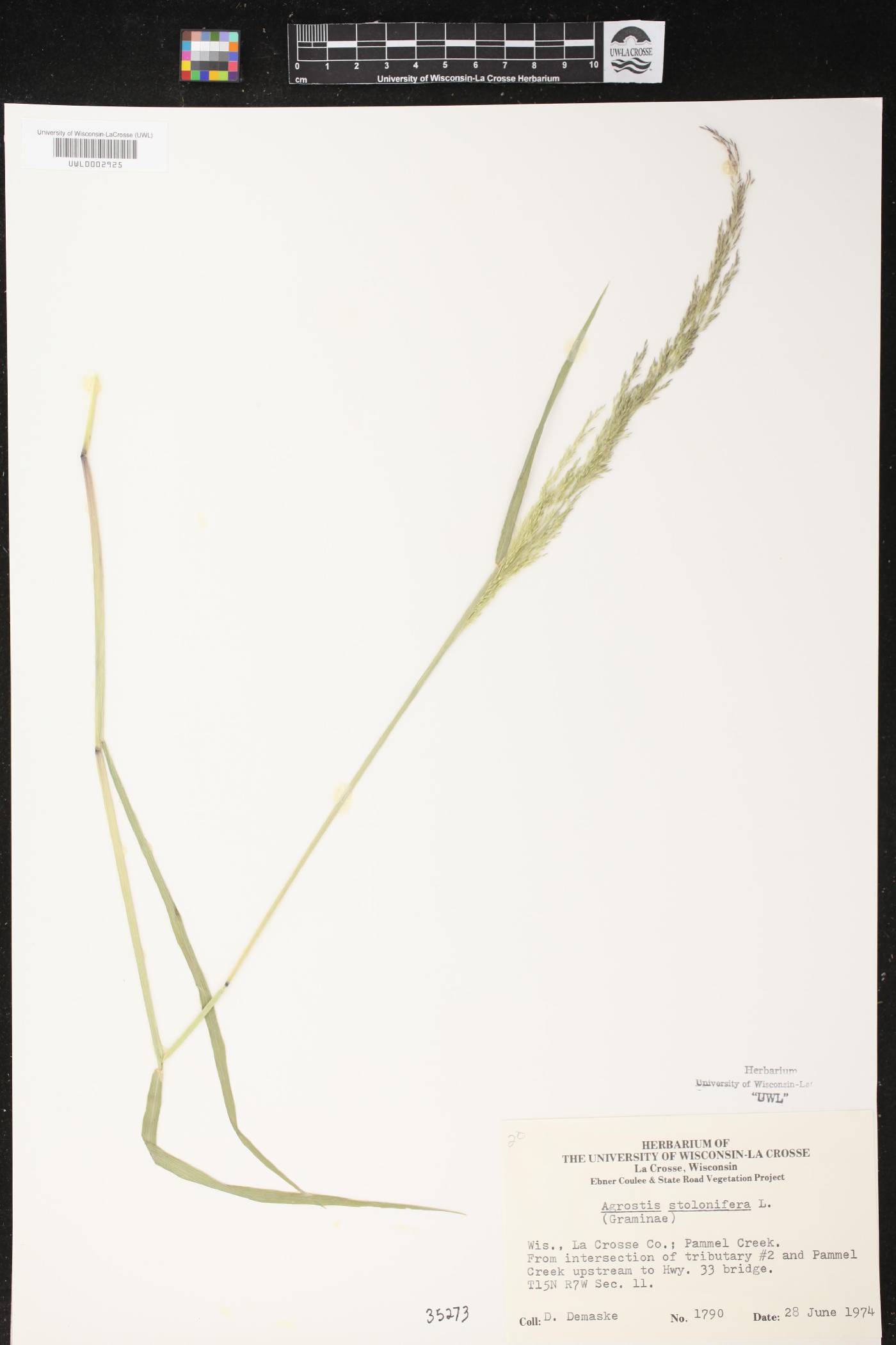 Agrostis stolonifera image