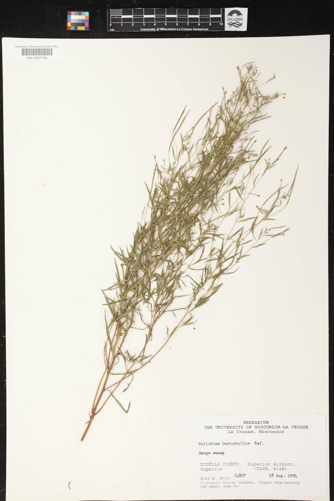 Epilobium leptophyllum image