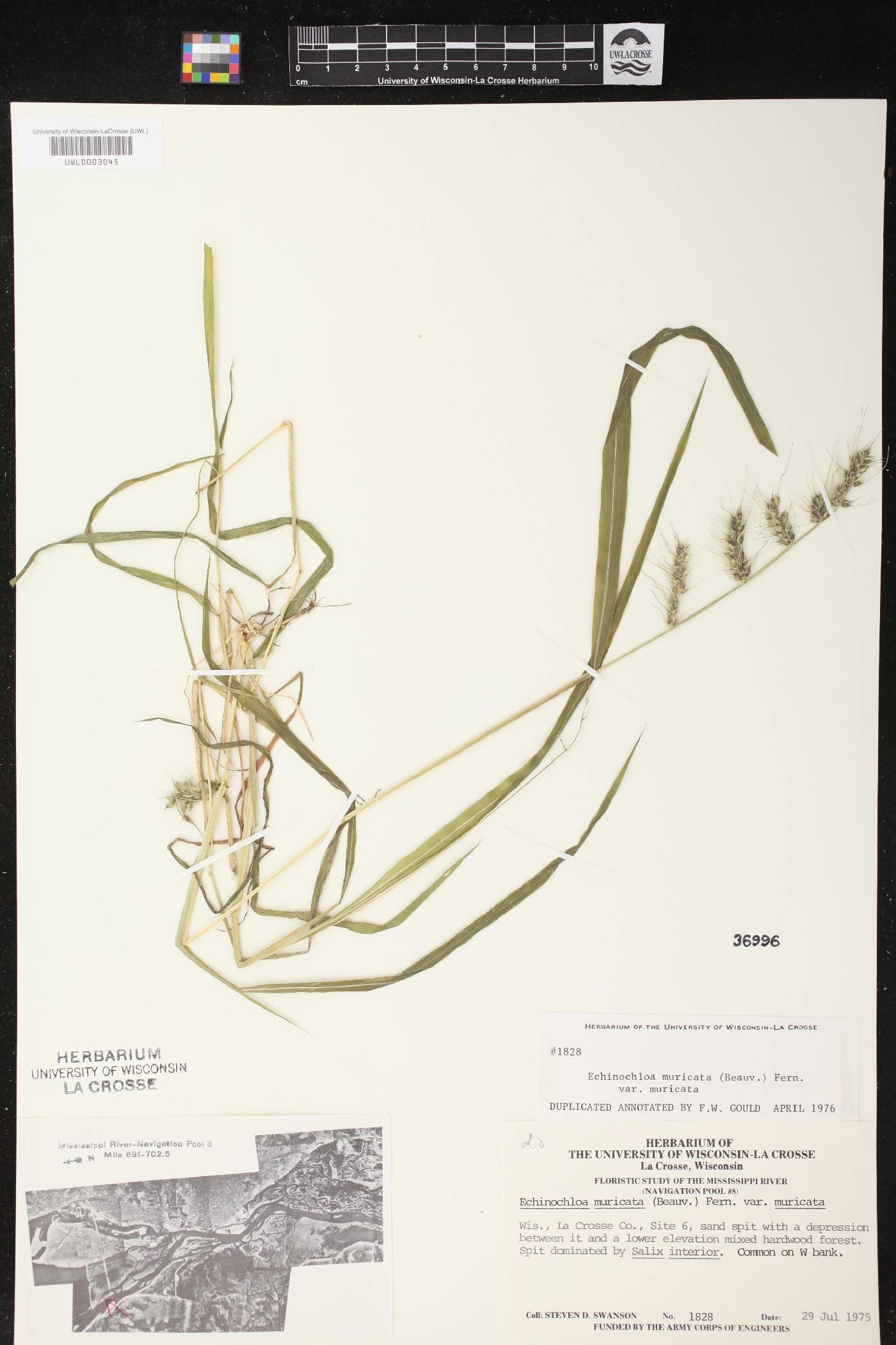 Echinochloa muricata var. muricata image