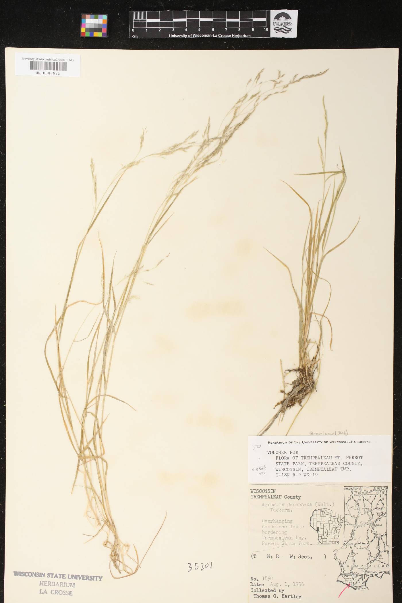 Agrostis perennans image