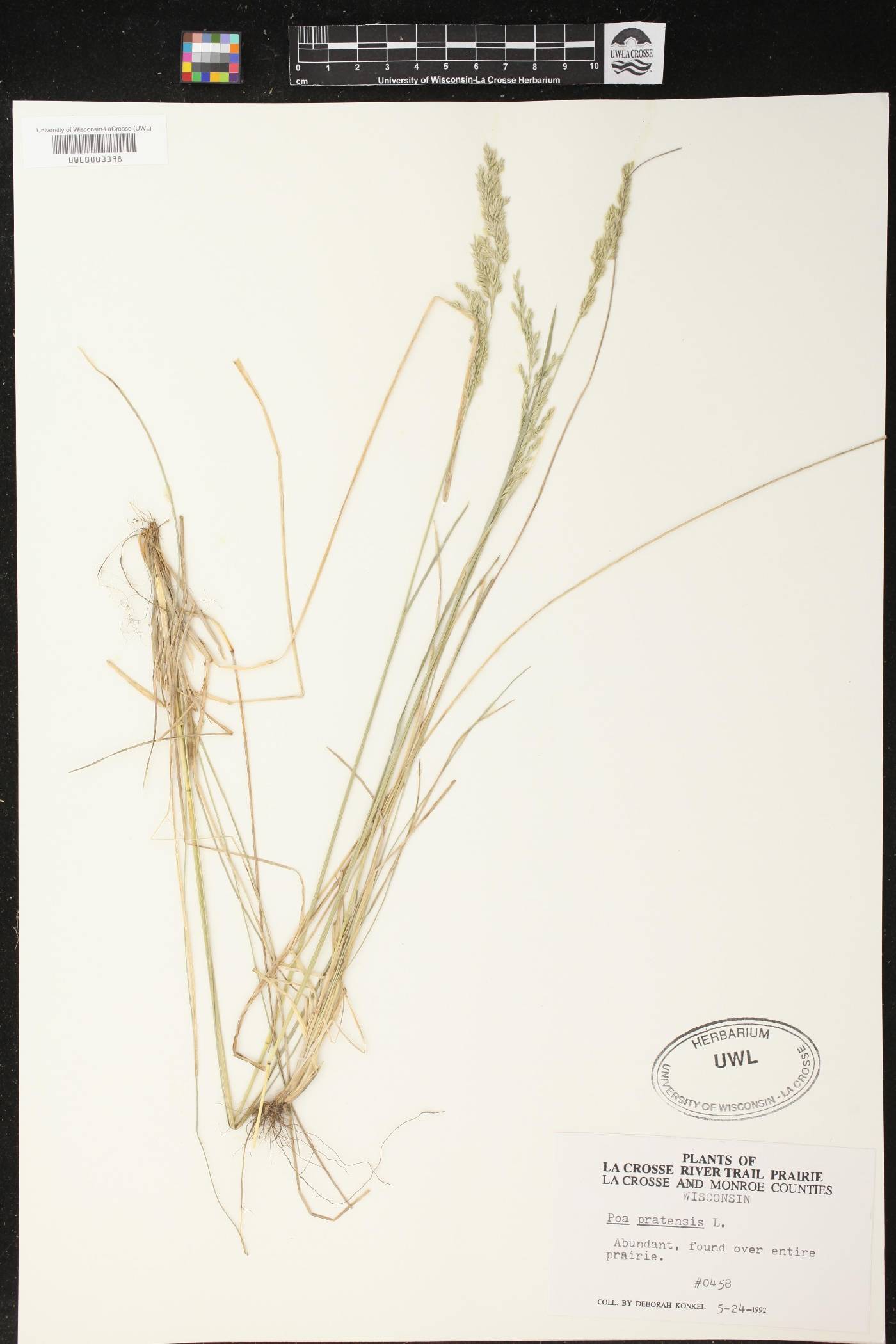 Poa pratensis image