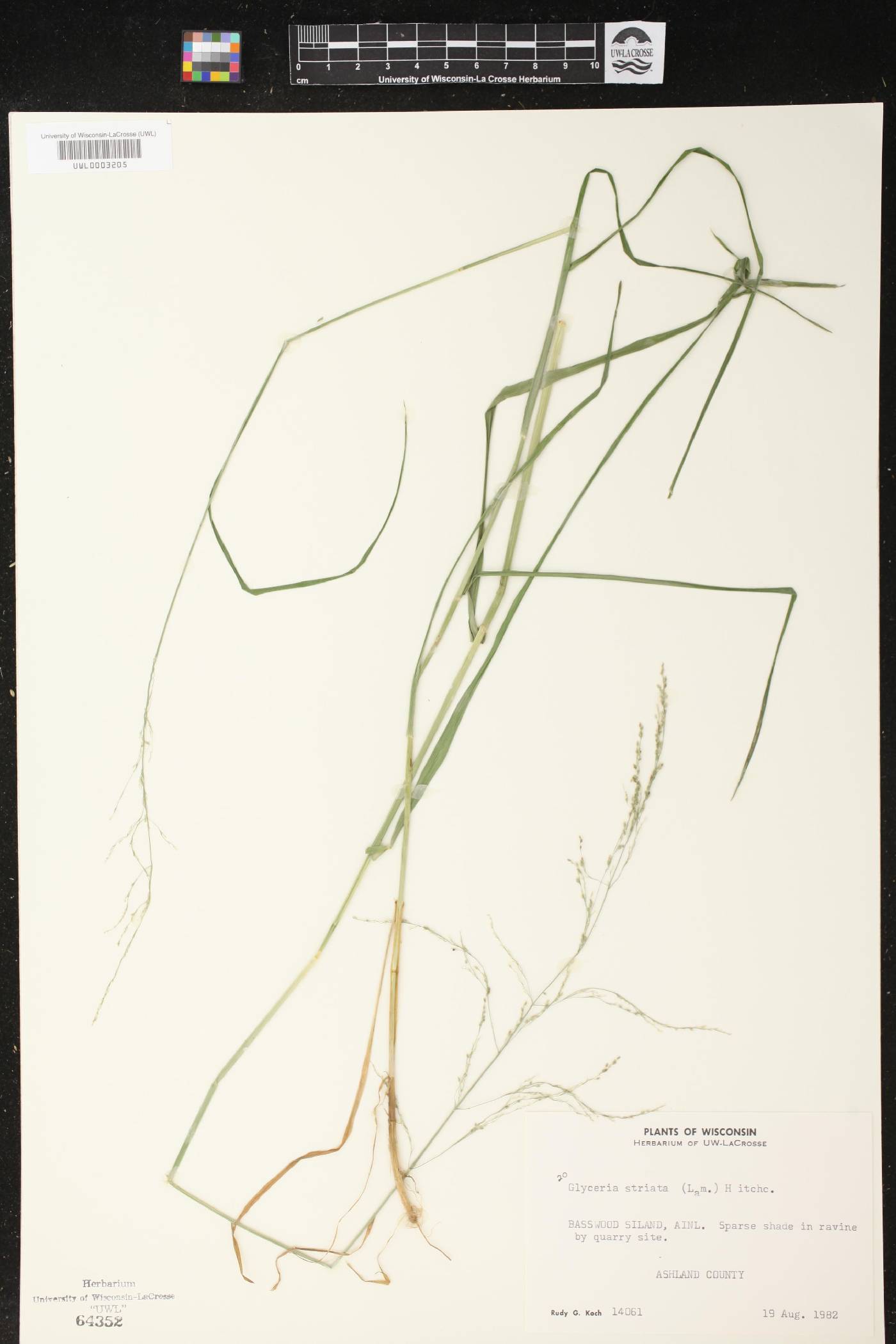 Glyceria striata image