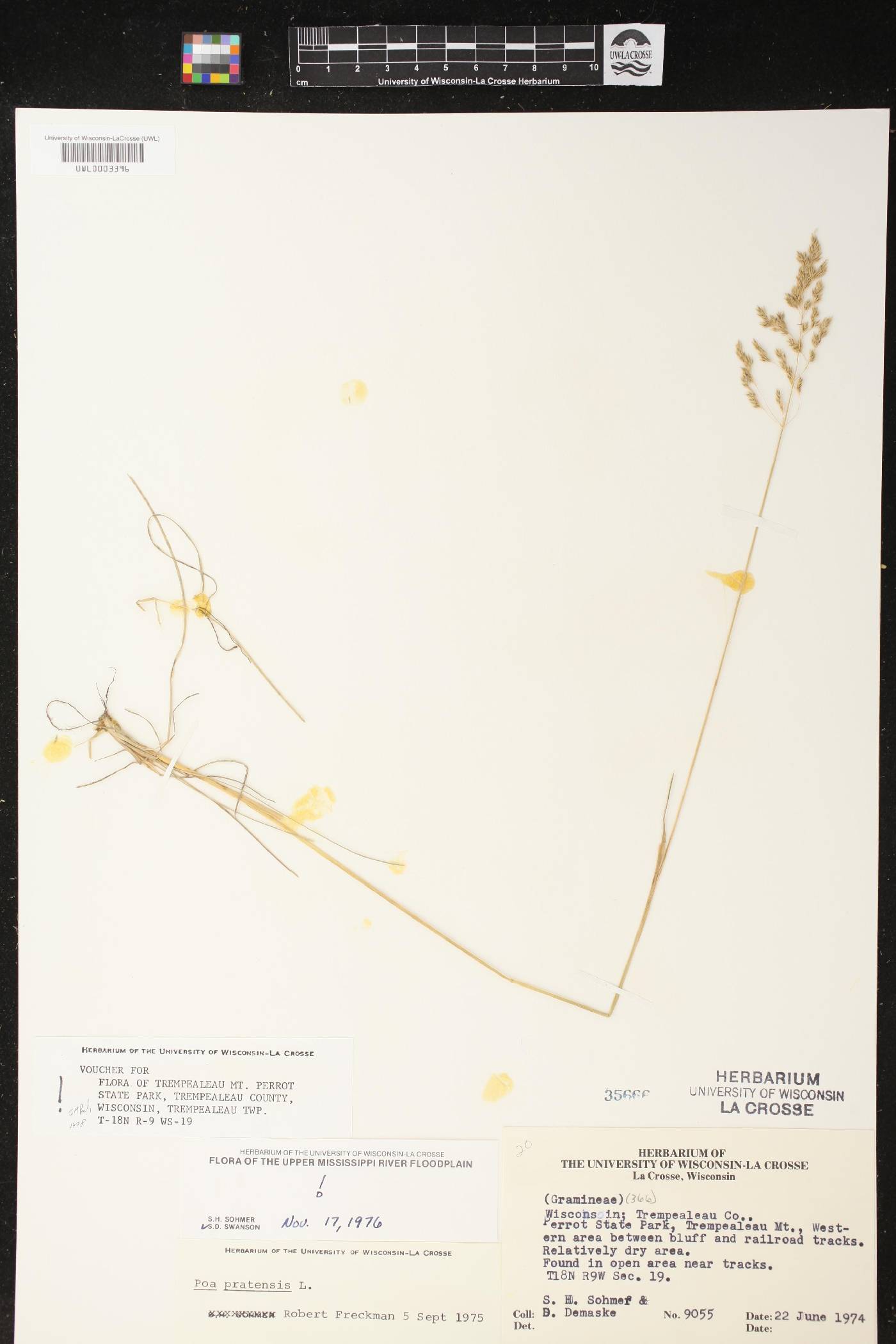Poa pratensis image