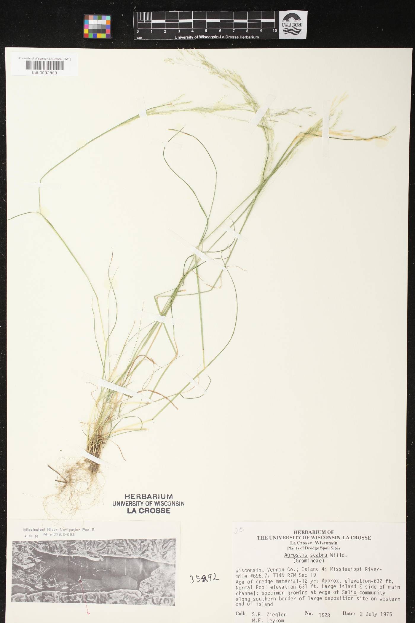Agrostis scabra image