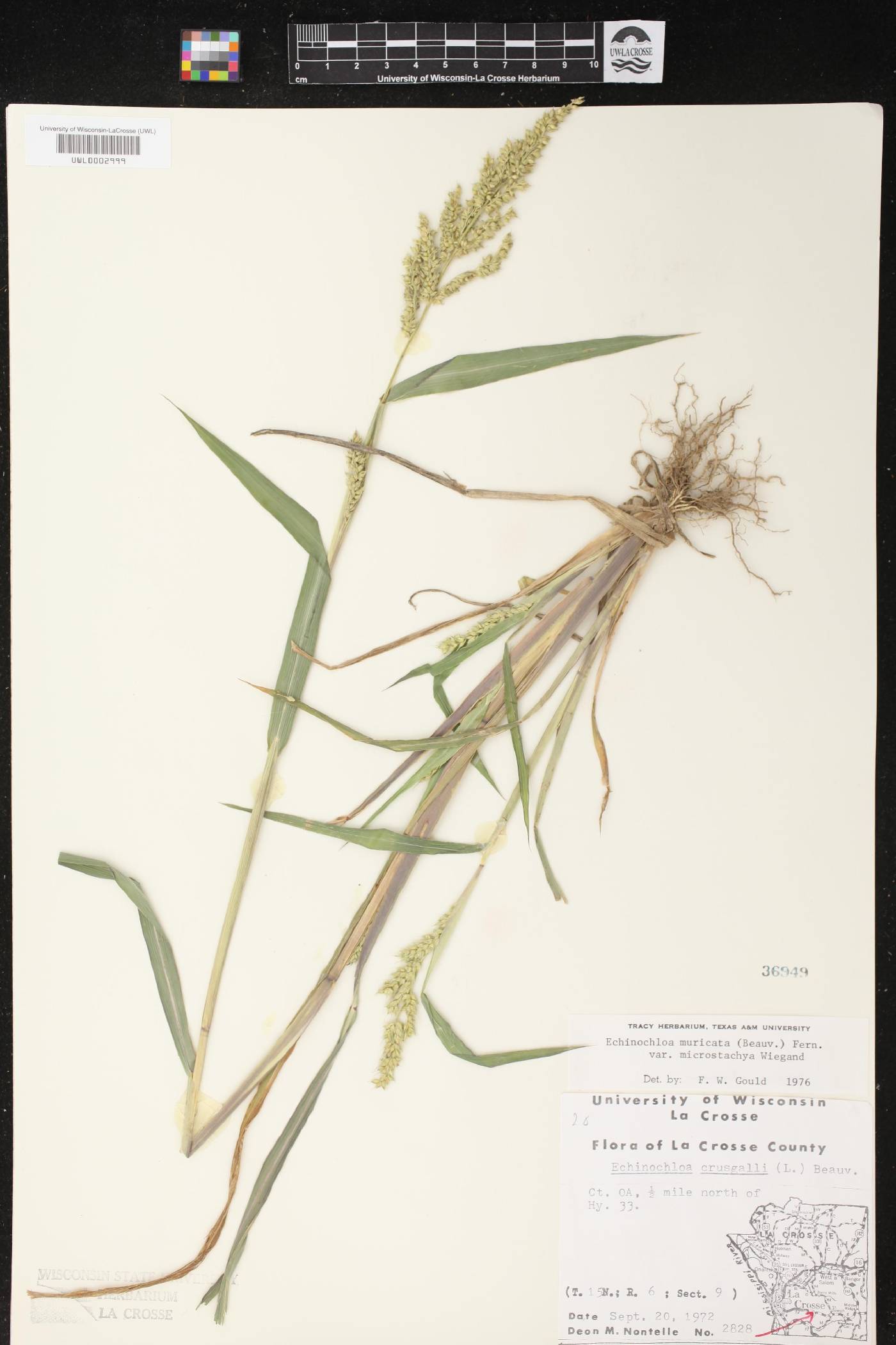 Echinochloa muricata var. microstachya image