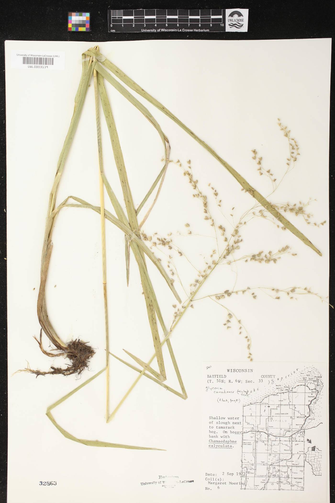 Glyceria canadensis image