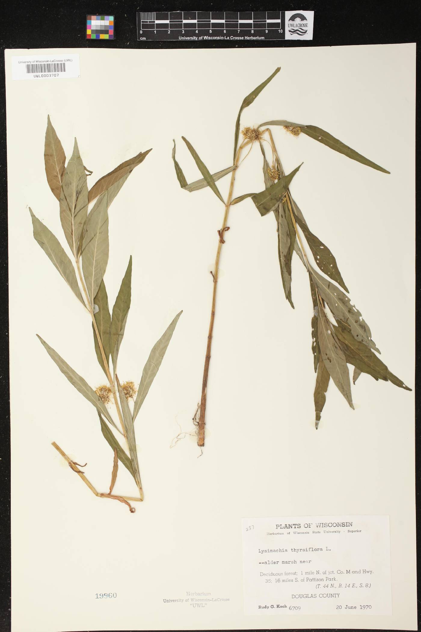 Lysimachia thyrsiflora image